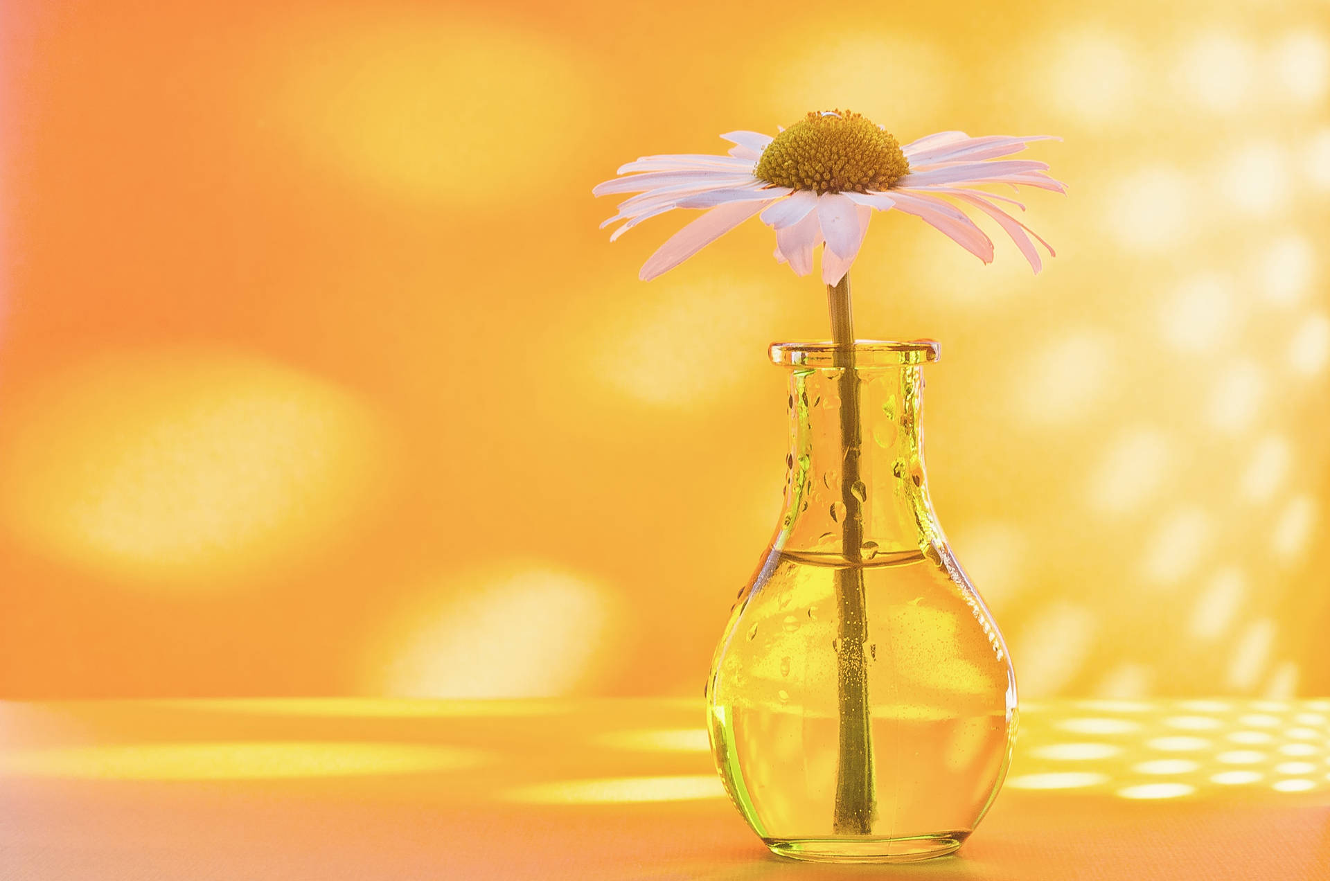 Common Daisy In A Flower Vase Background