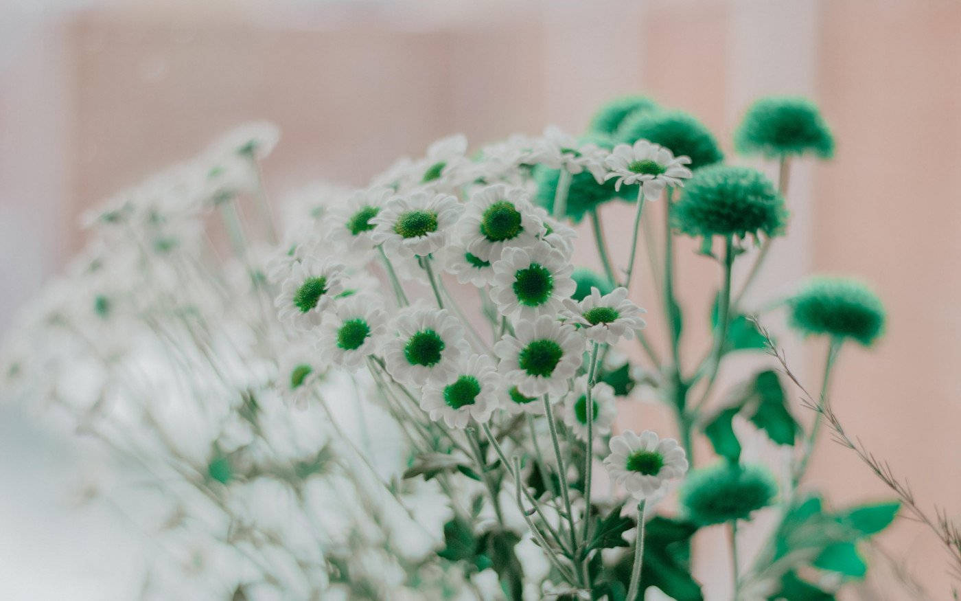 Common Daisy White Flower