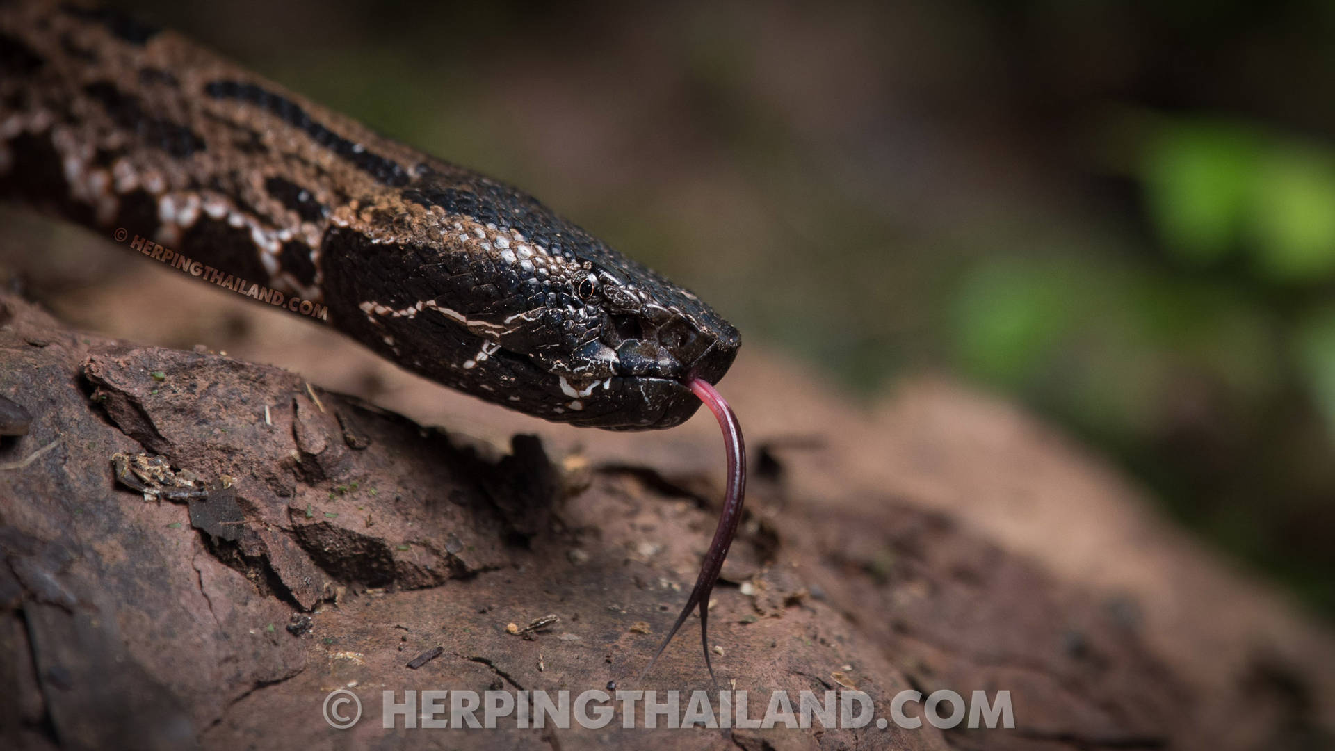 Common Death Mountain Viper Tree