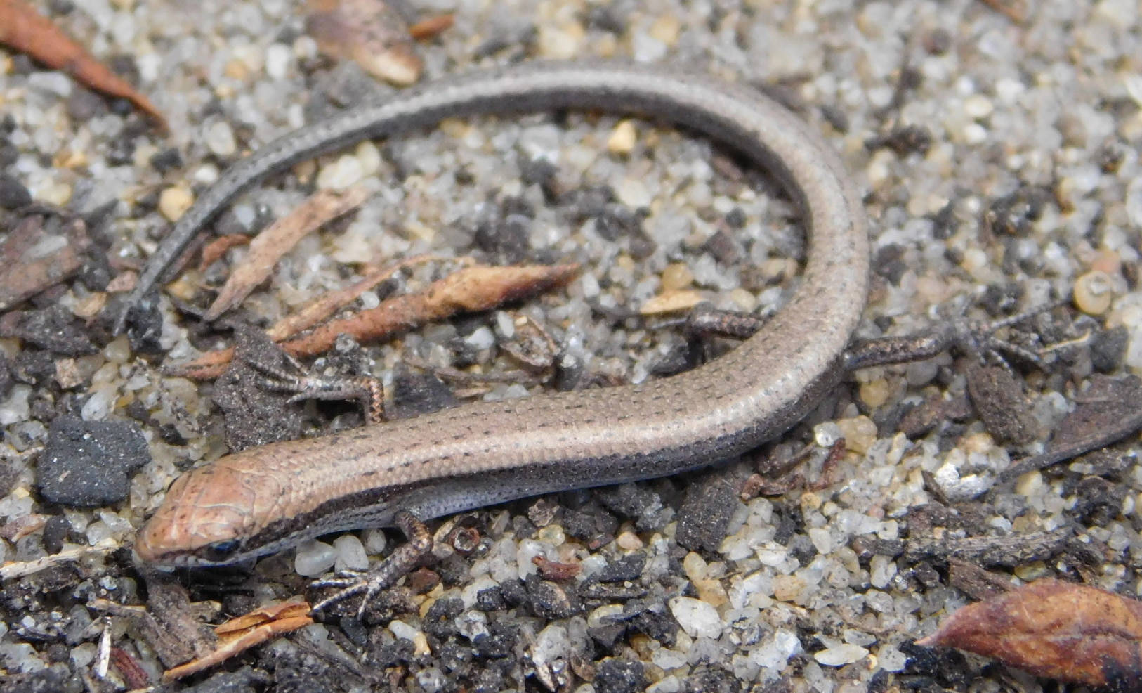 Common Dwarf Brown Ground Skink Background