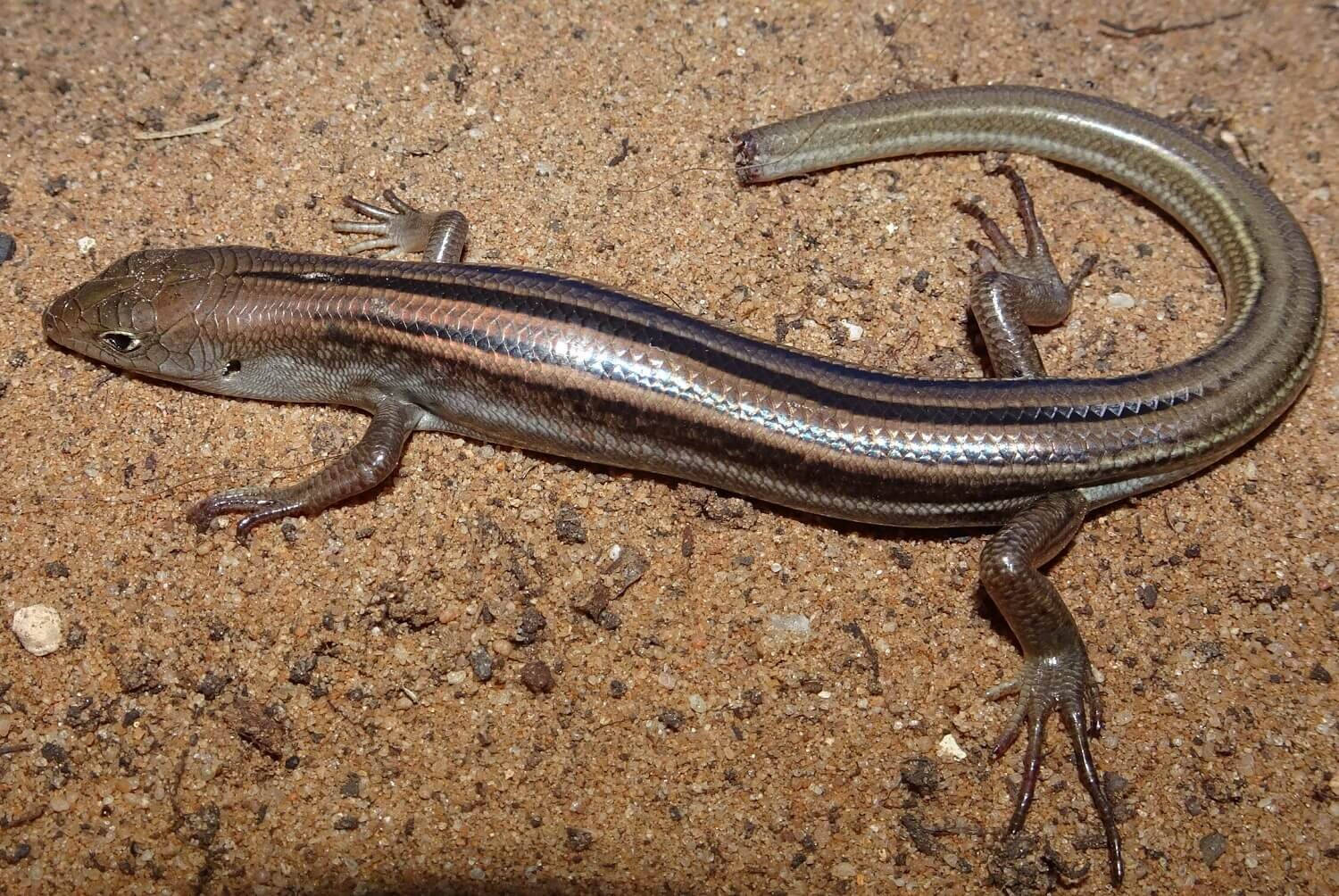 Common Five Lined Ground Skink