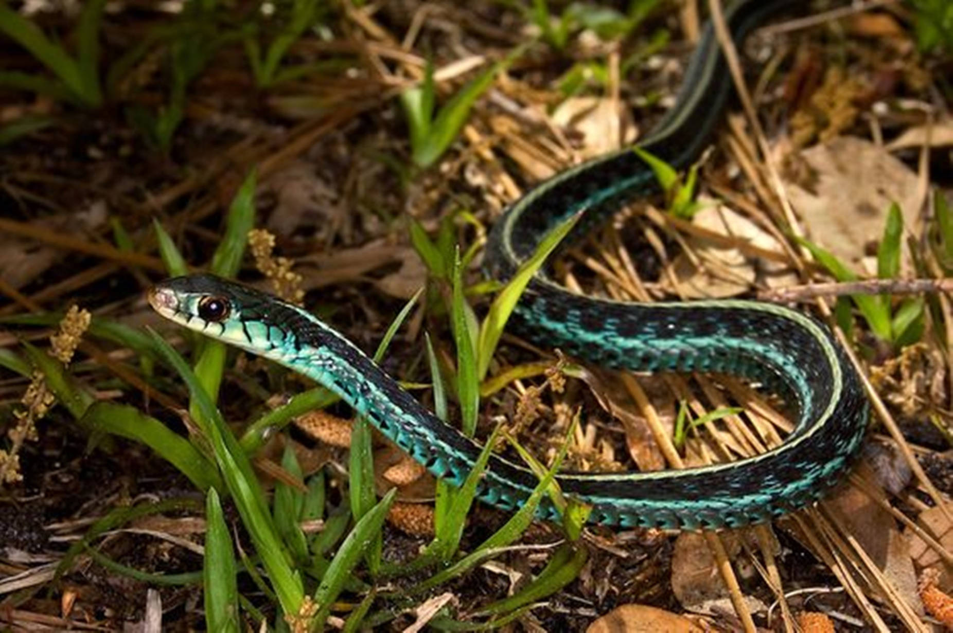 Common Garter Snake