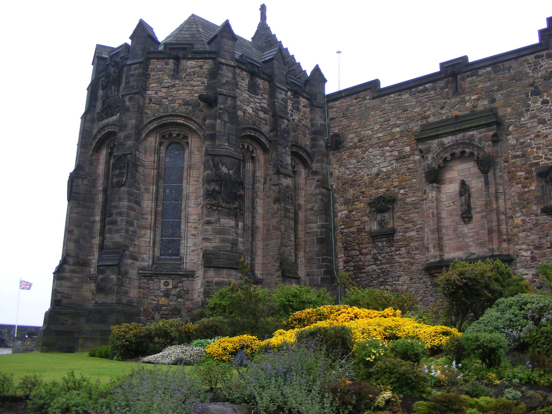 Common Gorse At Edinburgh Castle