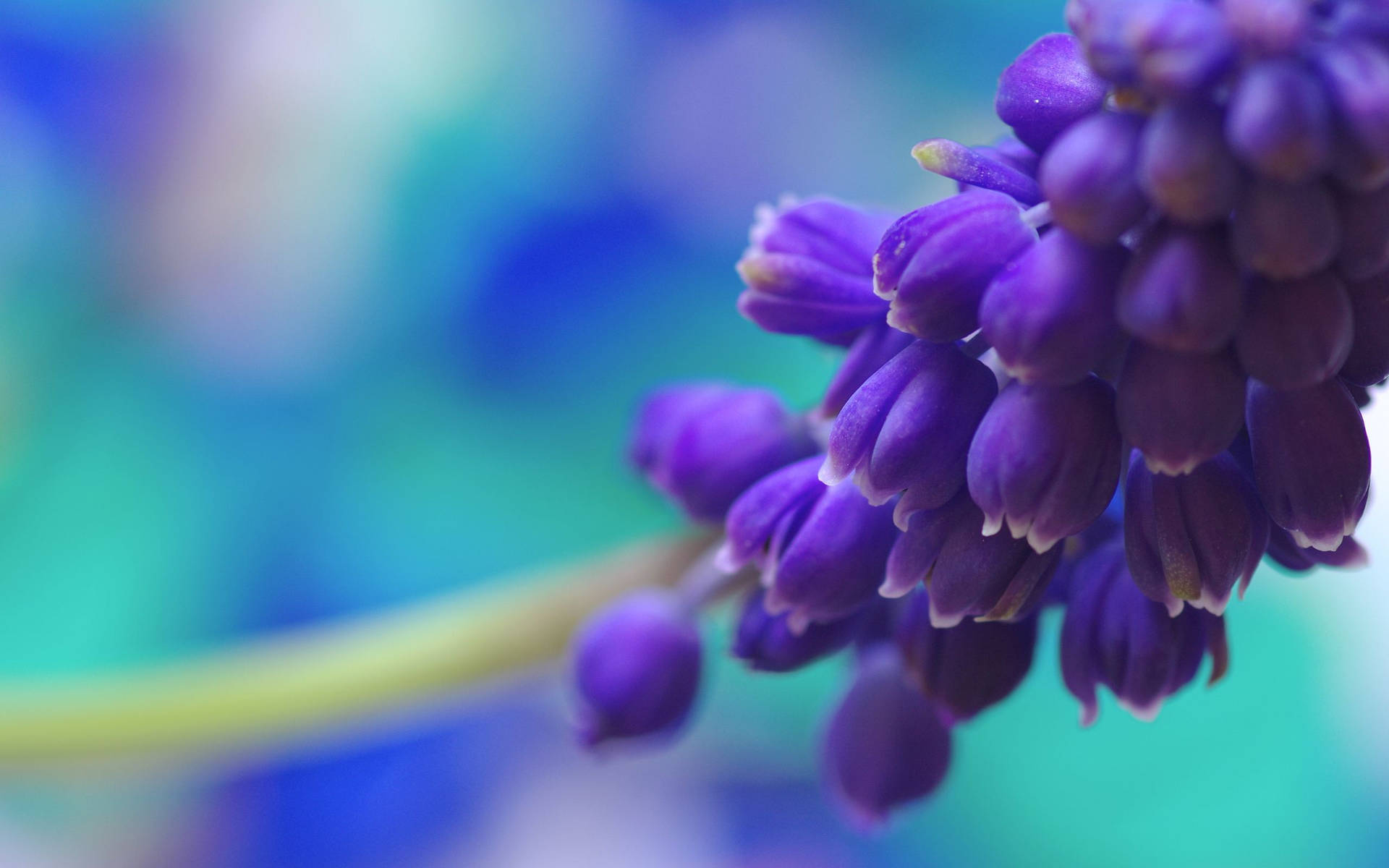 Common Grape Hyacinths Purple Flowers Background