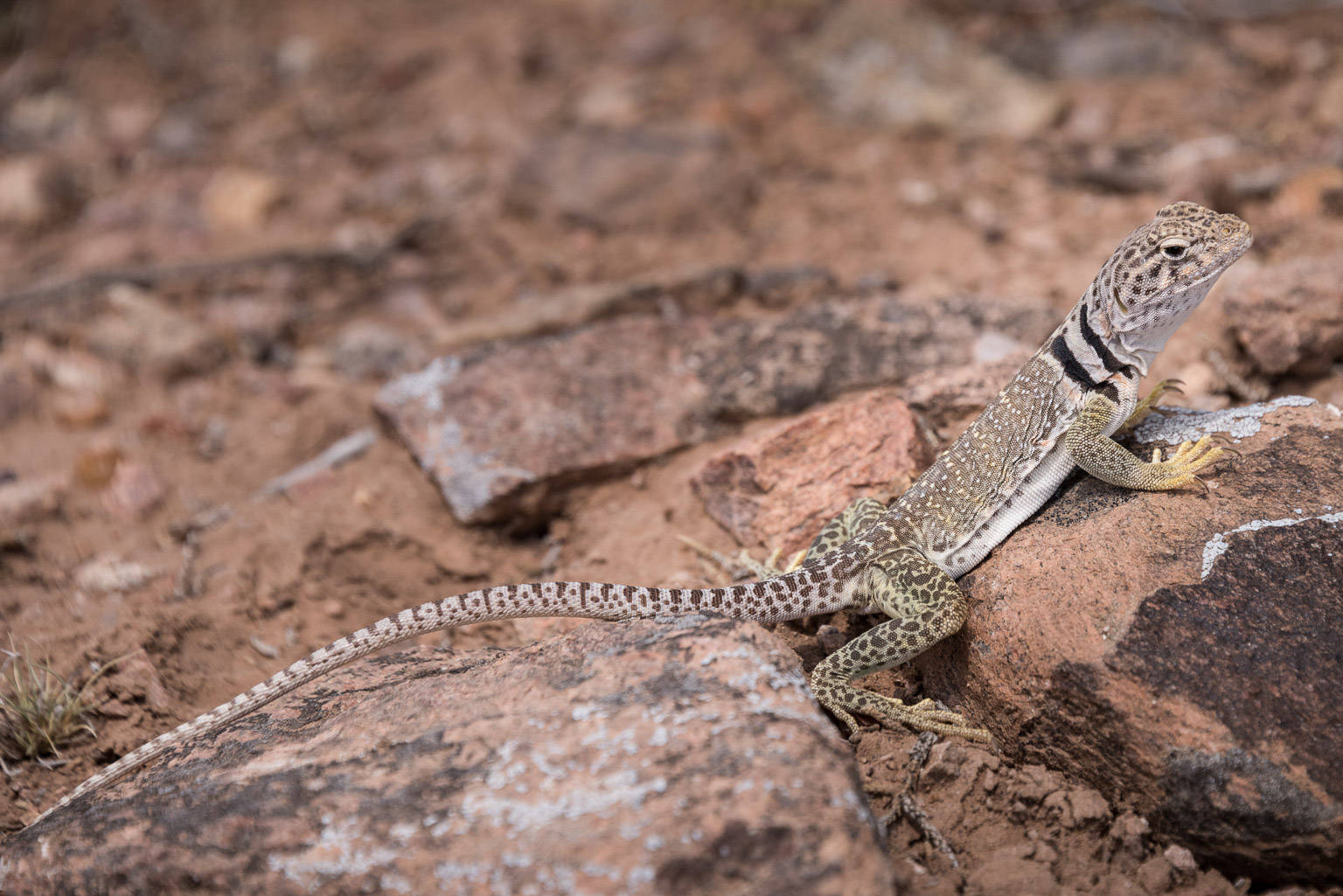 Common Great Basin Collared Lizard