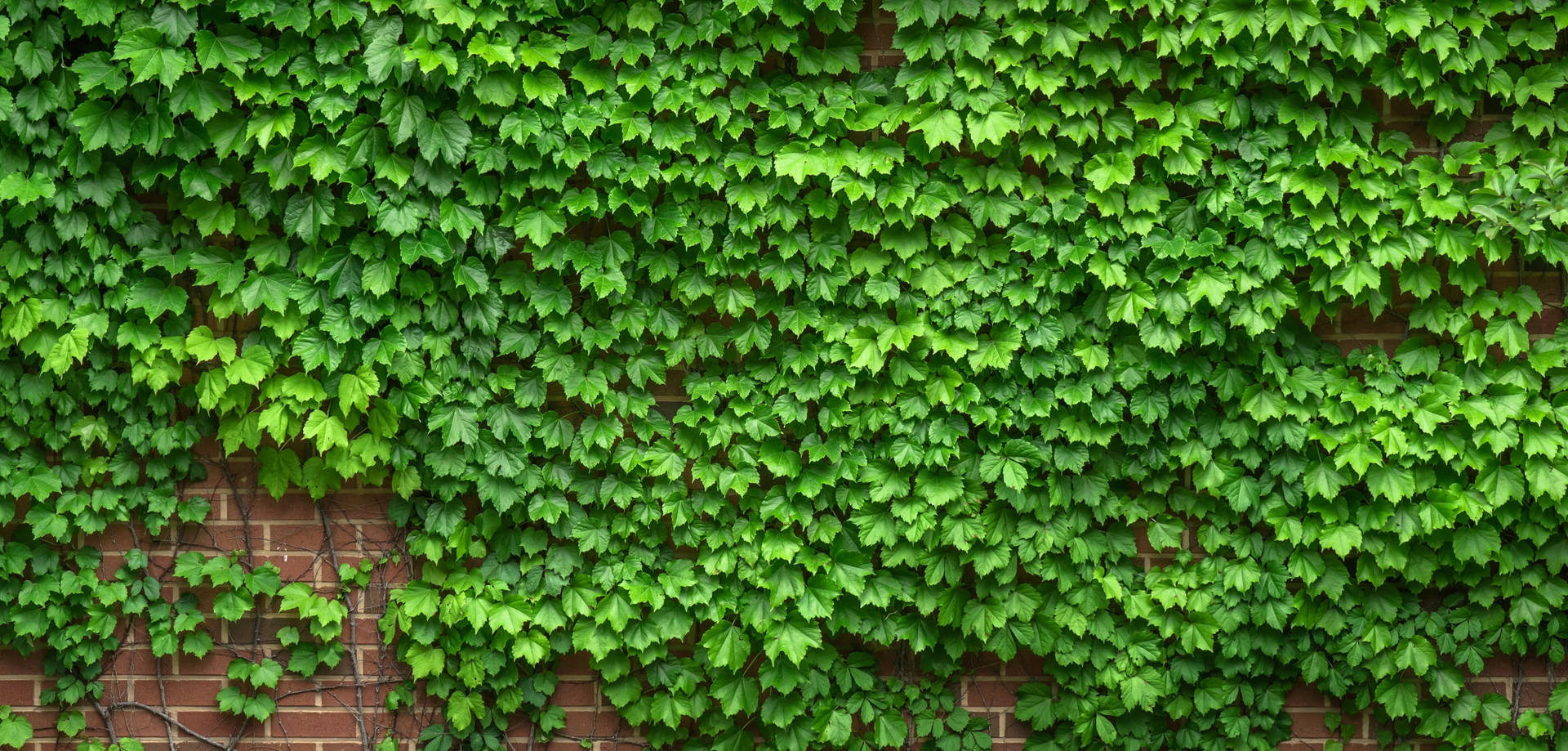 Common Ivy Plant 4k Desktop Background Background