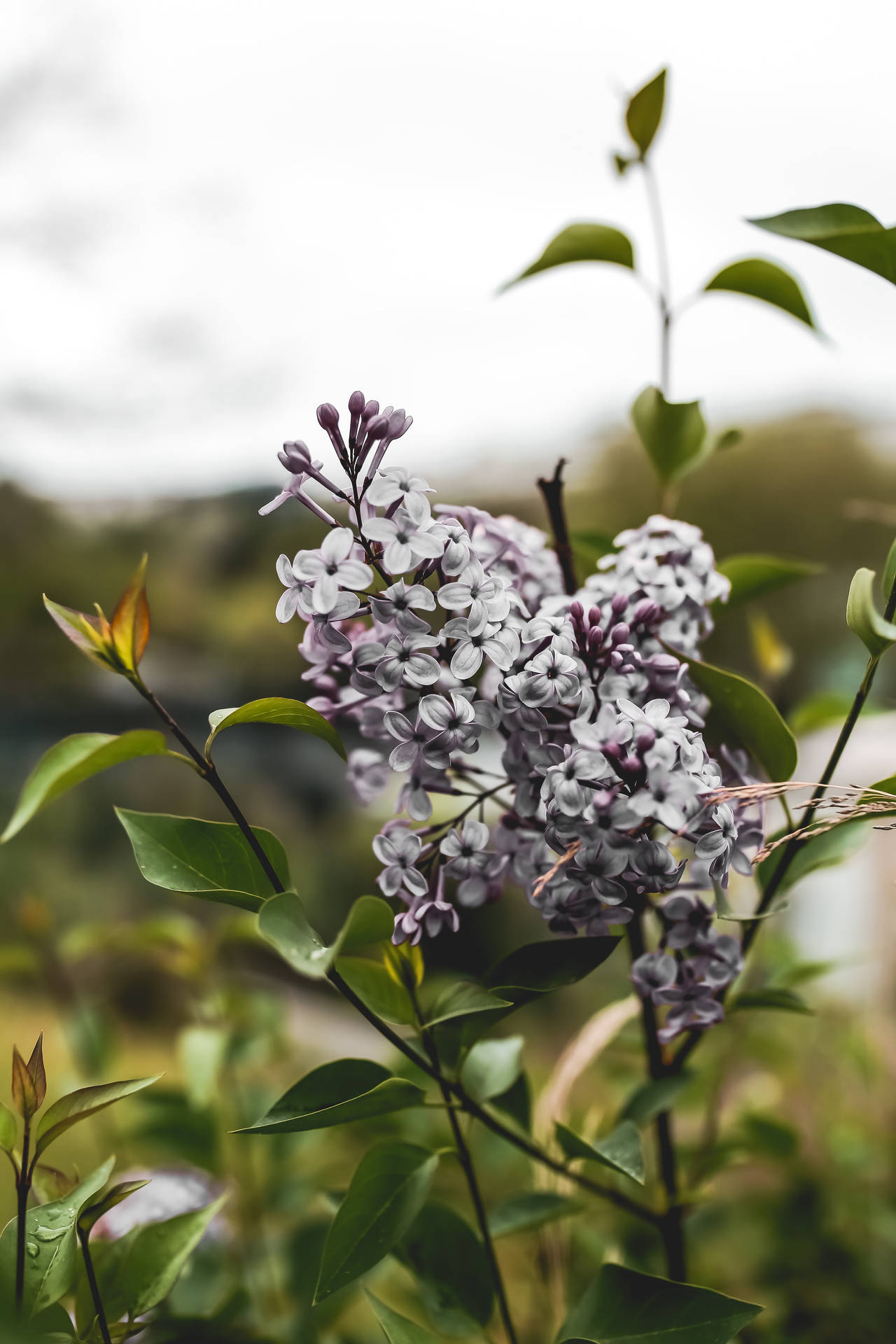 Common Lilac Flower Android