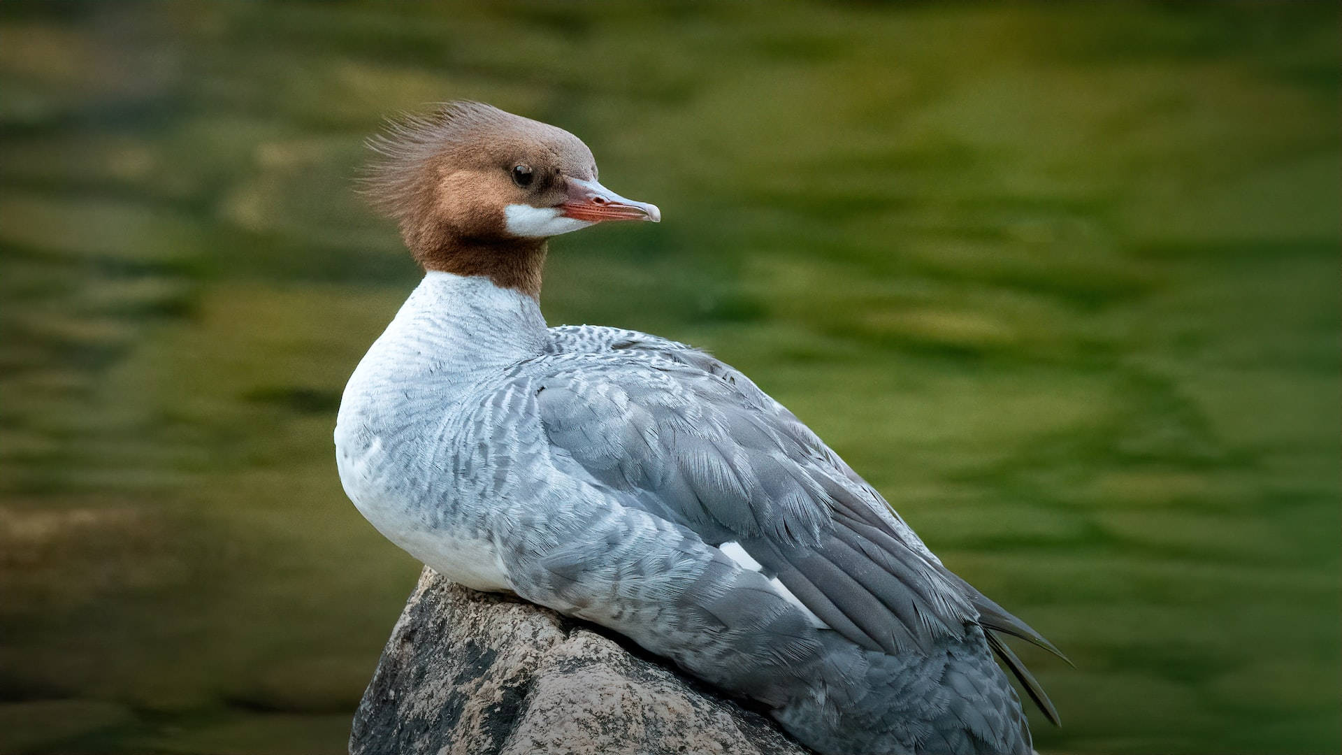 Common Merganser At Acadia National Park