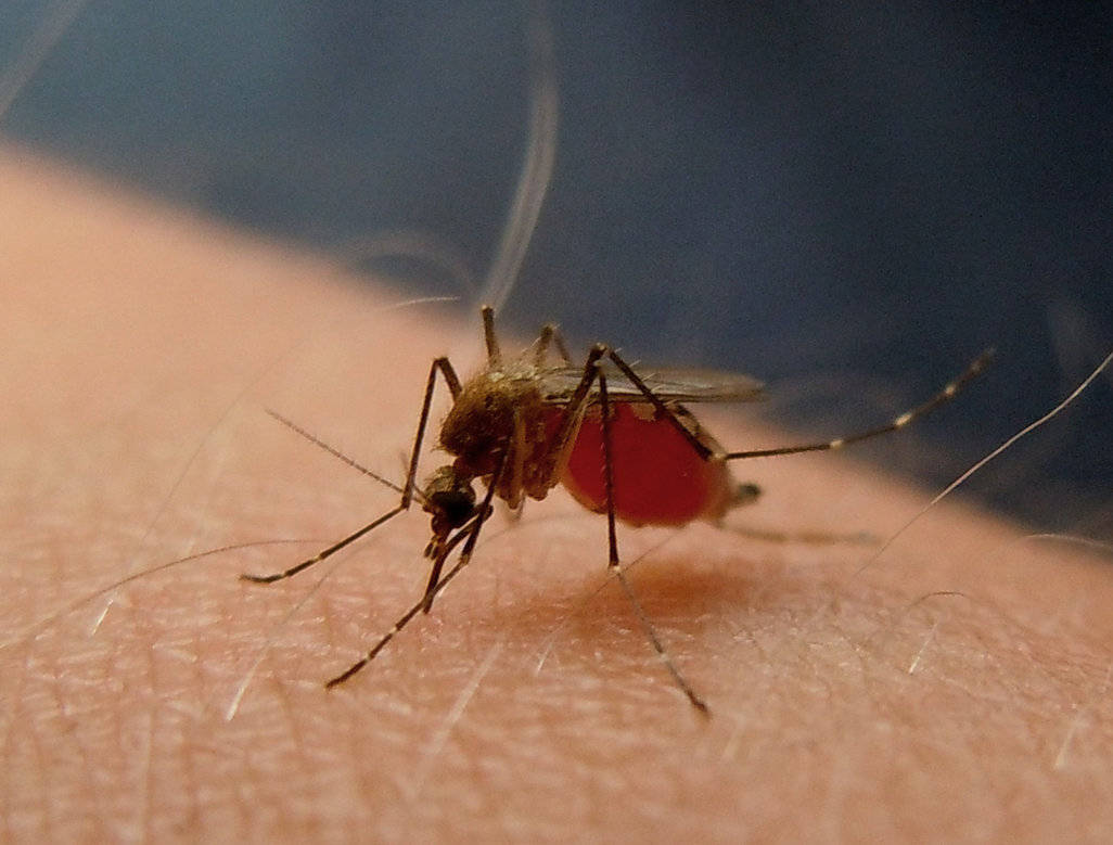 Common Mosquito On Human Arm Background