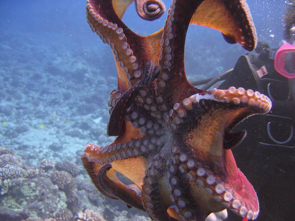 Common Octopus