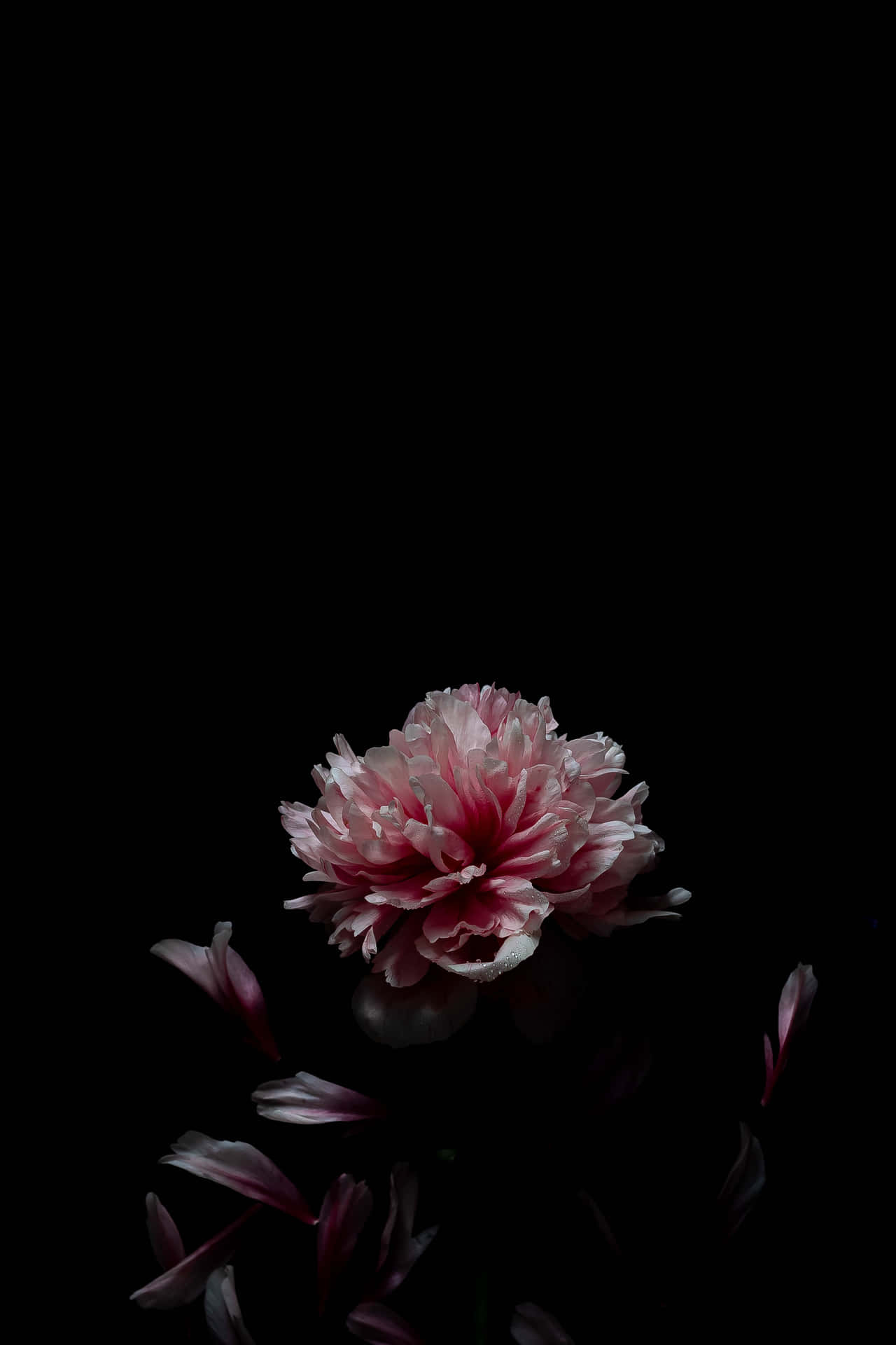 Common Peony Black And Pink Flower Background