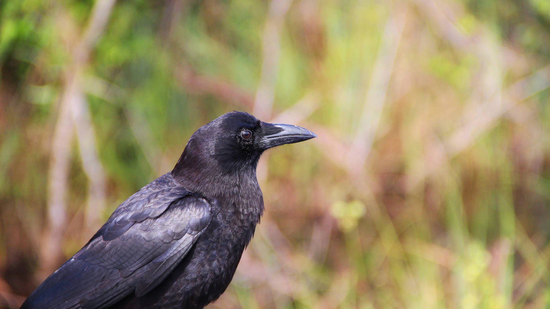 Common Raven Everglades National Park