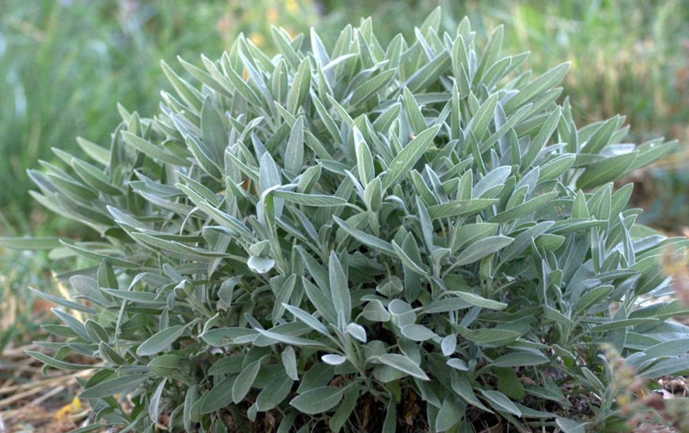 Common Sage Plant Background