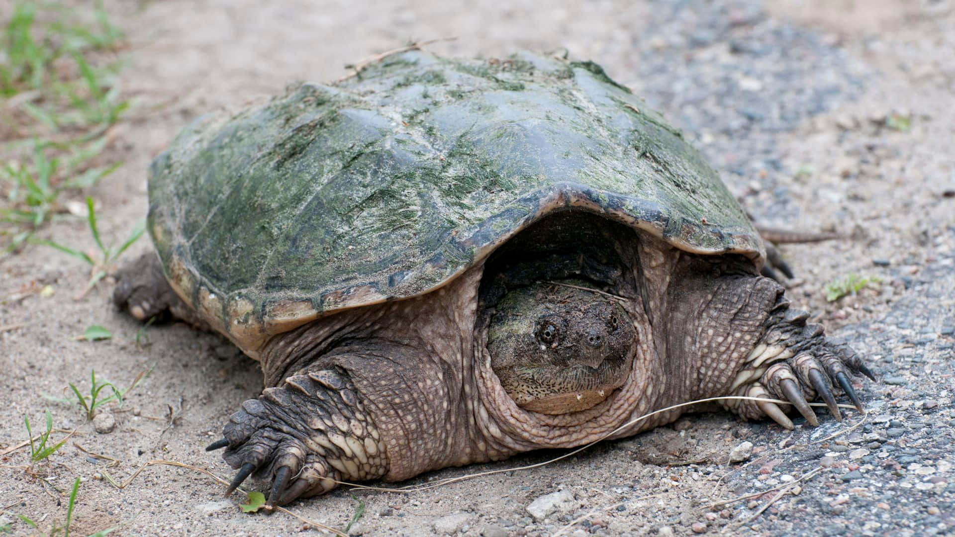 Common_ Snapping_ Turtle_ Resting