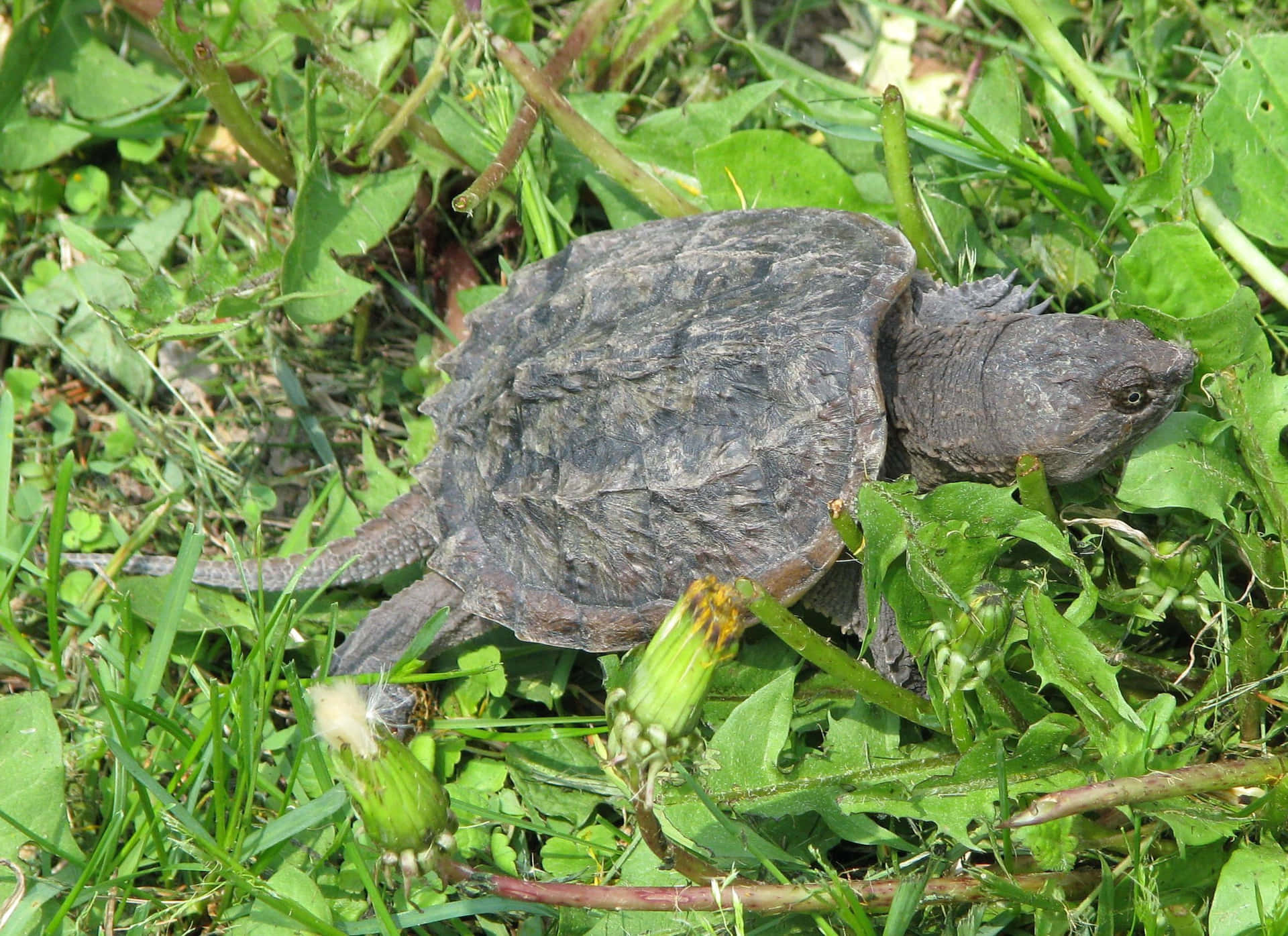 Common Snapping Turtlein Grass.jpg Background