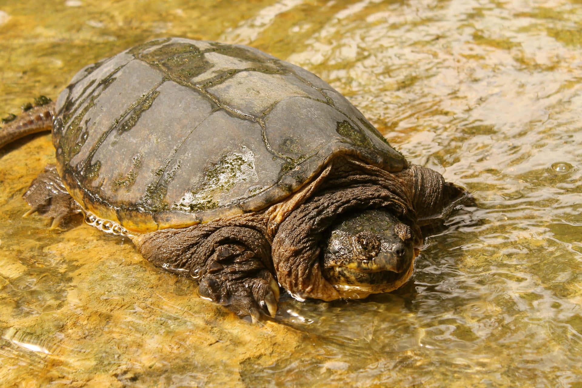 Common Snapping Turtlein Water.jpg Background