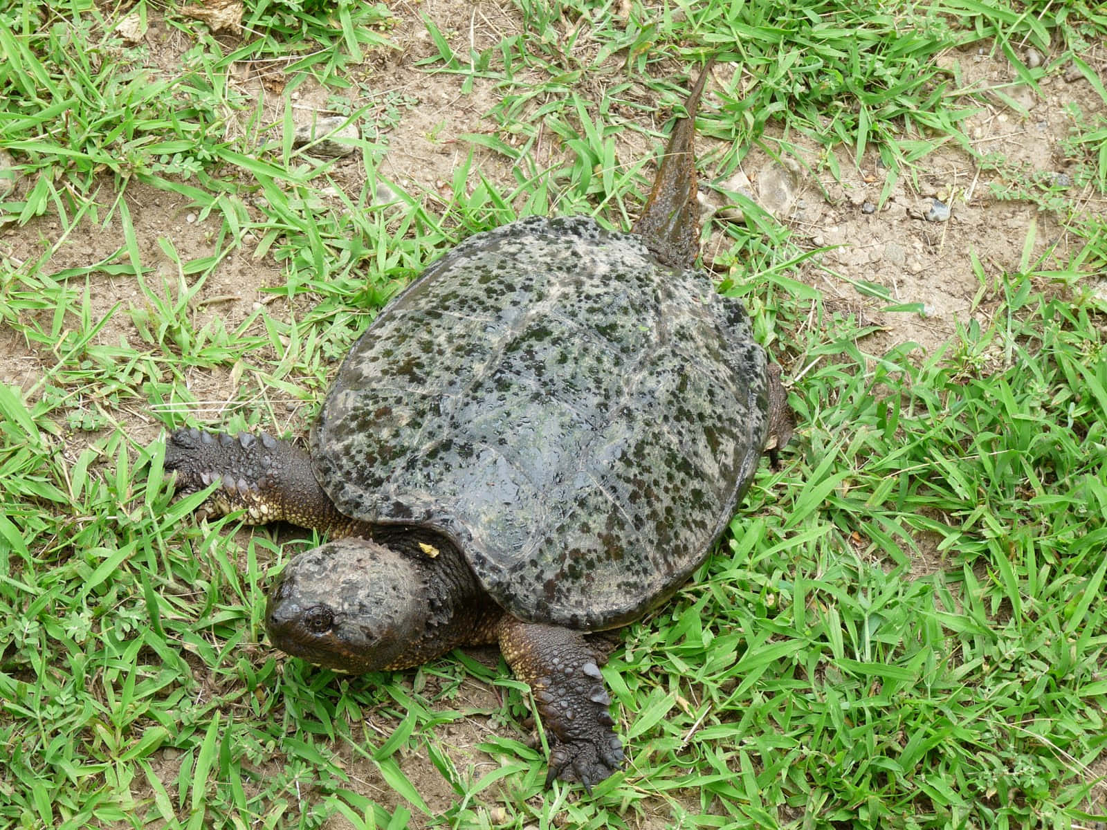 Common Snapping Turtleon Grass.jpg Background