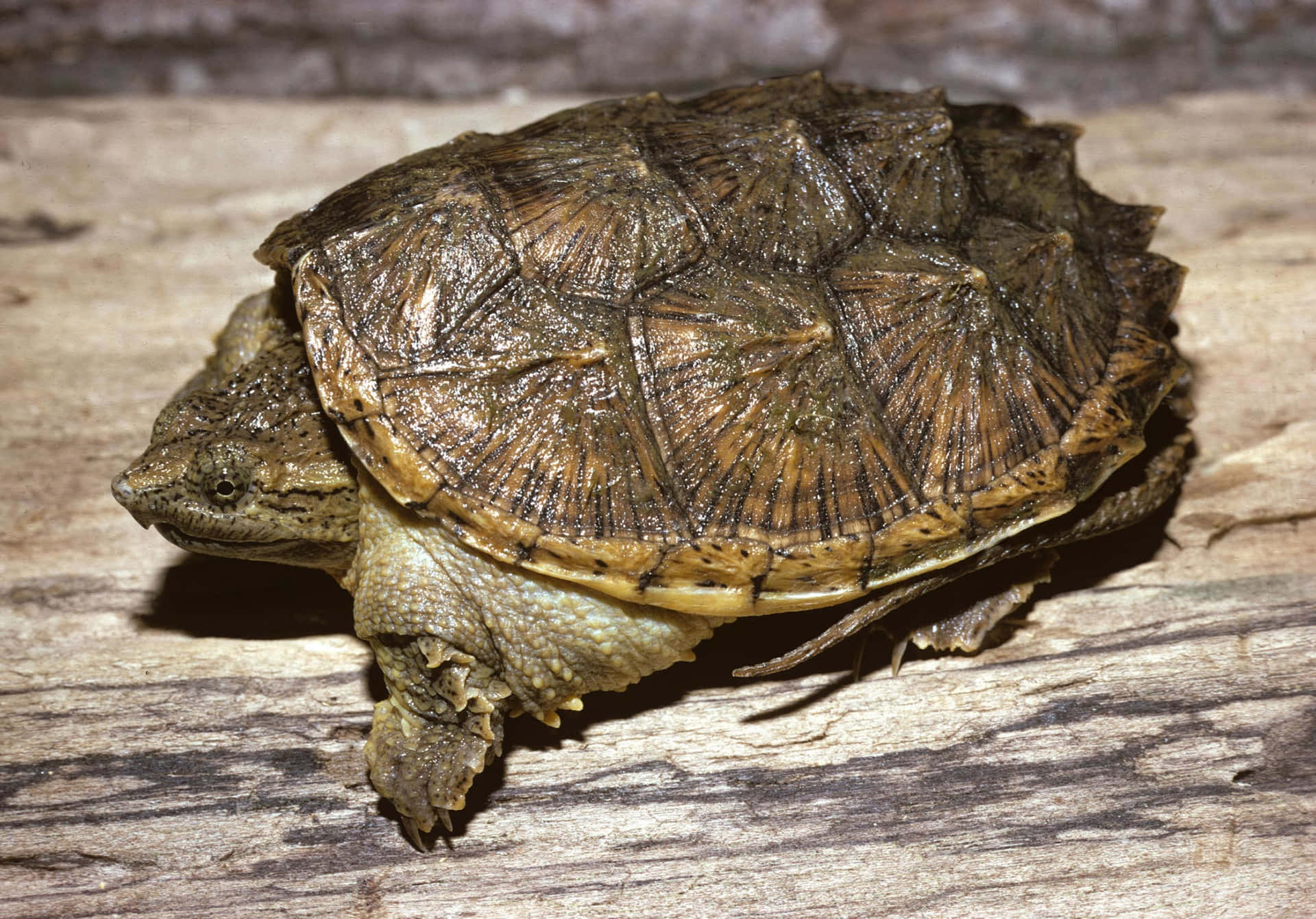 Common Snapping Turtleon Wooden Surface.jpg Background