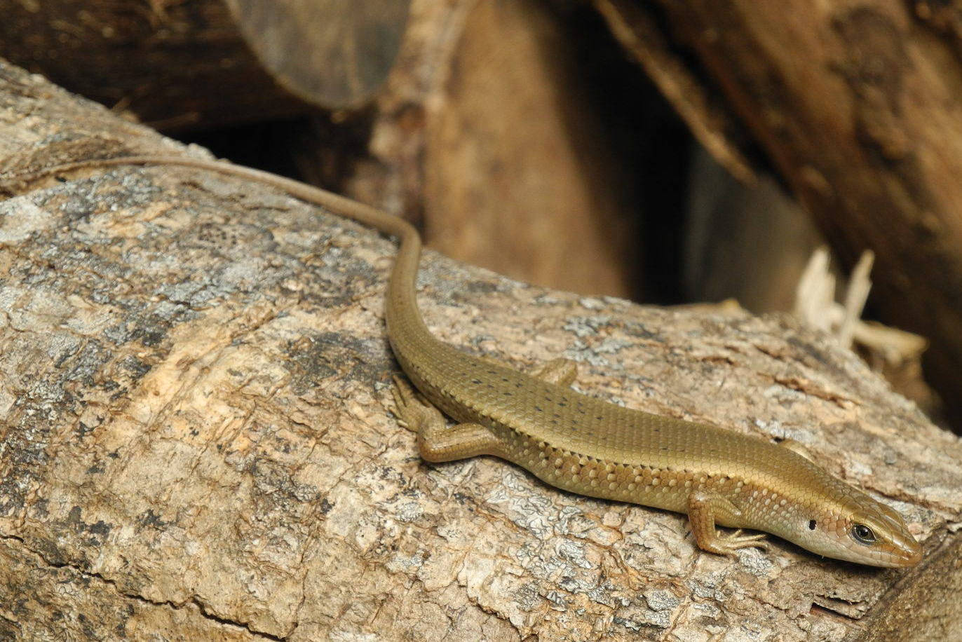 Common Sun Ground Skink Lizard