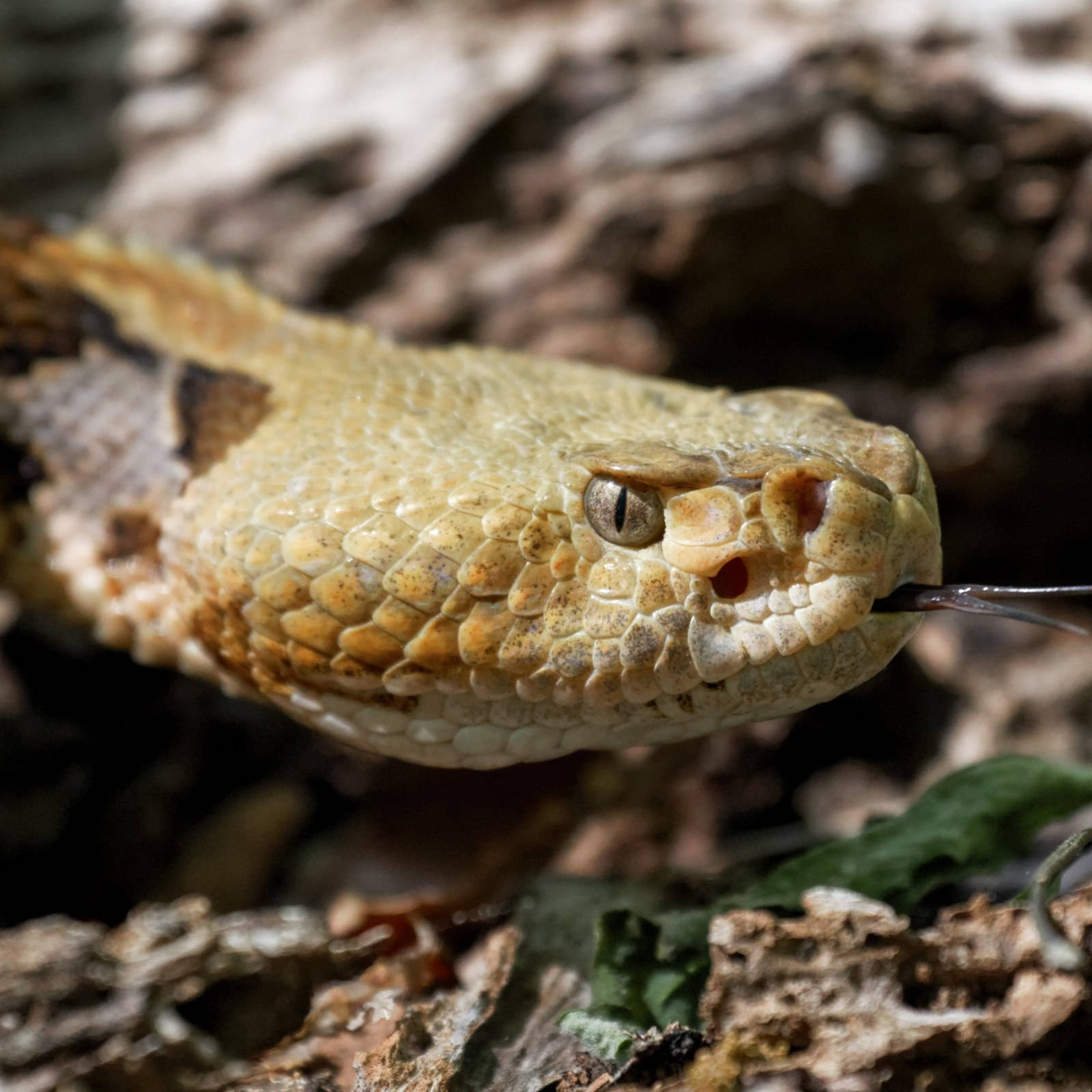 Common Timber Rattler Snake Closer Look Background