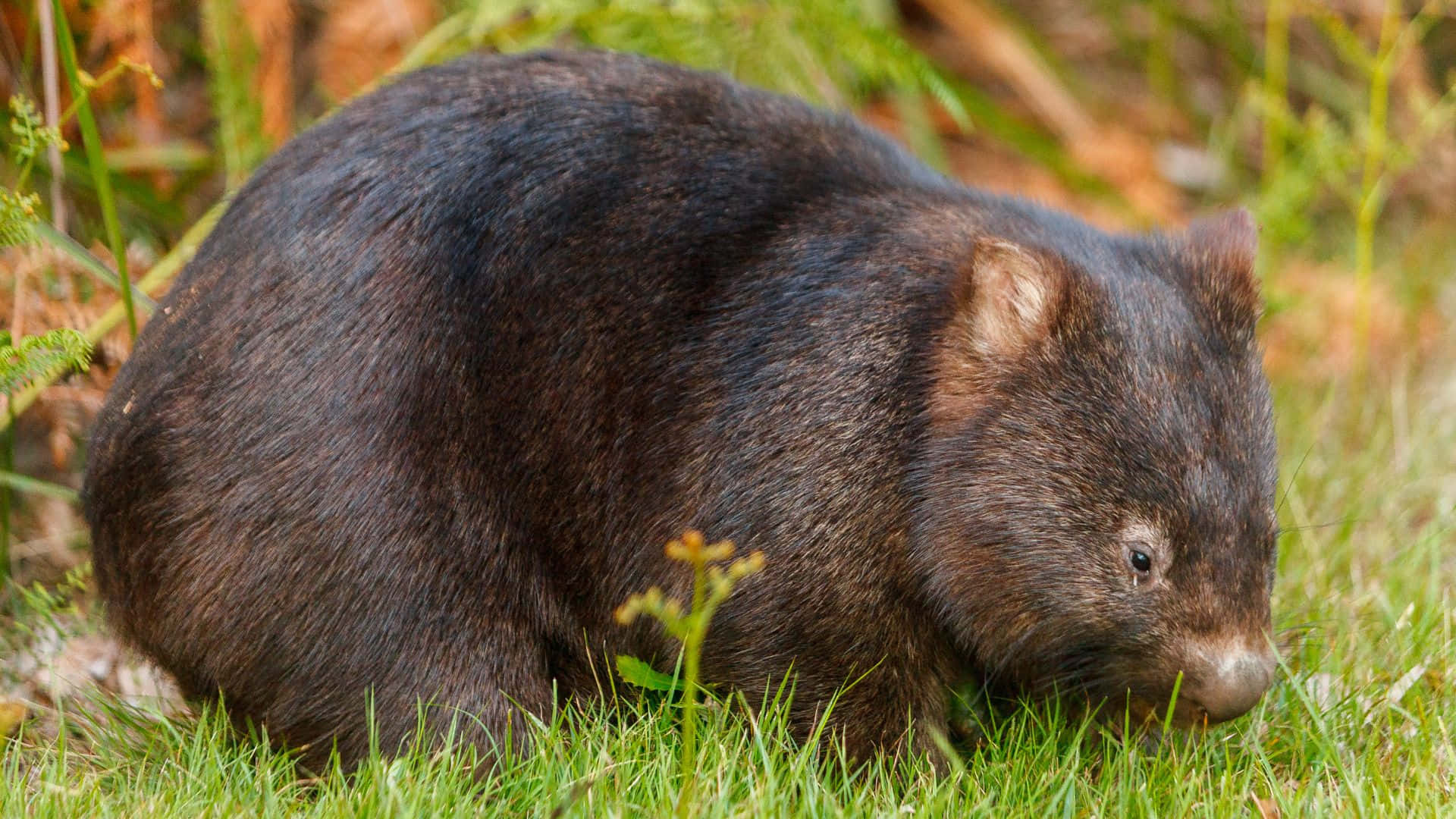 Common Wombatin Grass