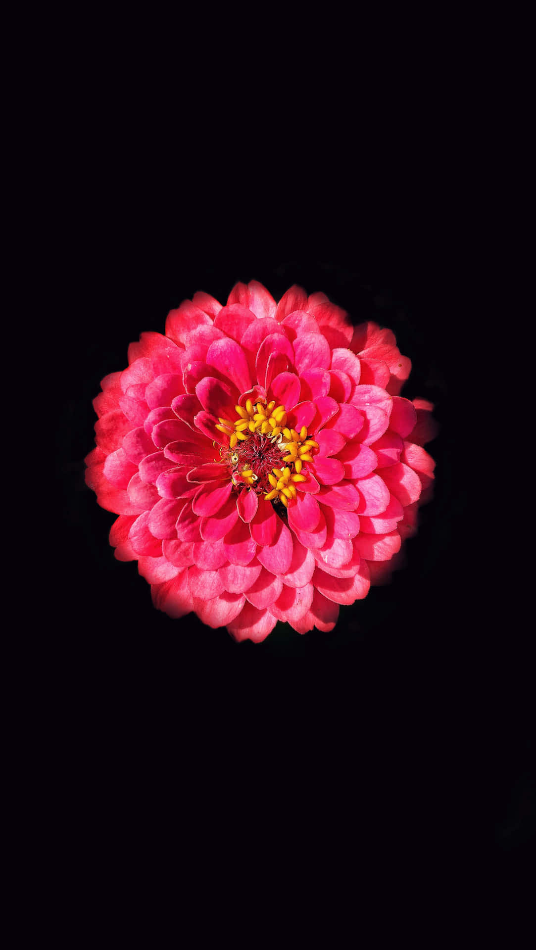 Common Zinnia Black And Pink Flower Background