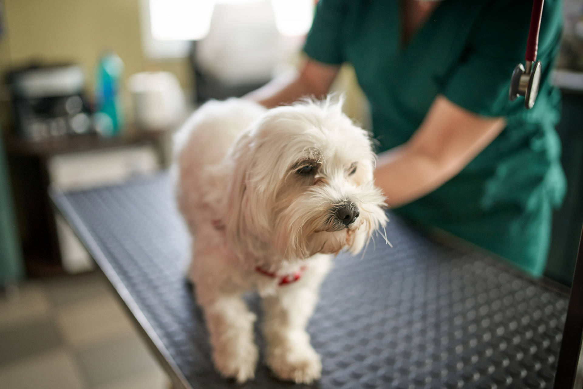 Compassionate Veterinarian Examining A White Terrier