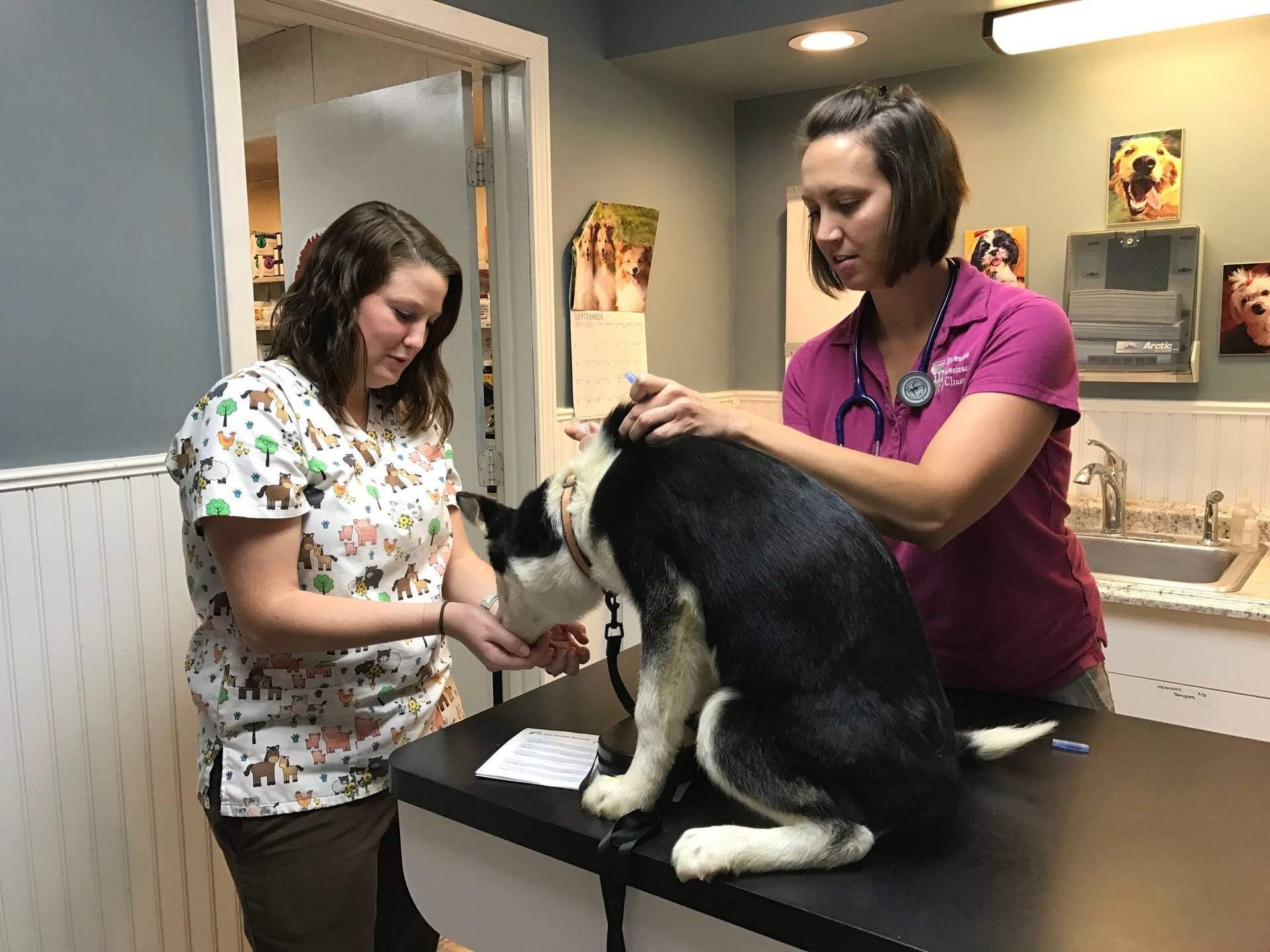 Compassionate Veterinarians Assisting A Beautiful Husky Dog Background