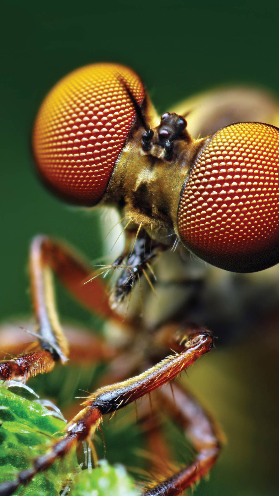 Compound Eyes Fly Background