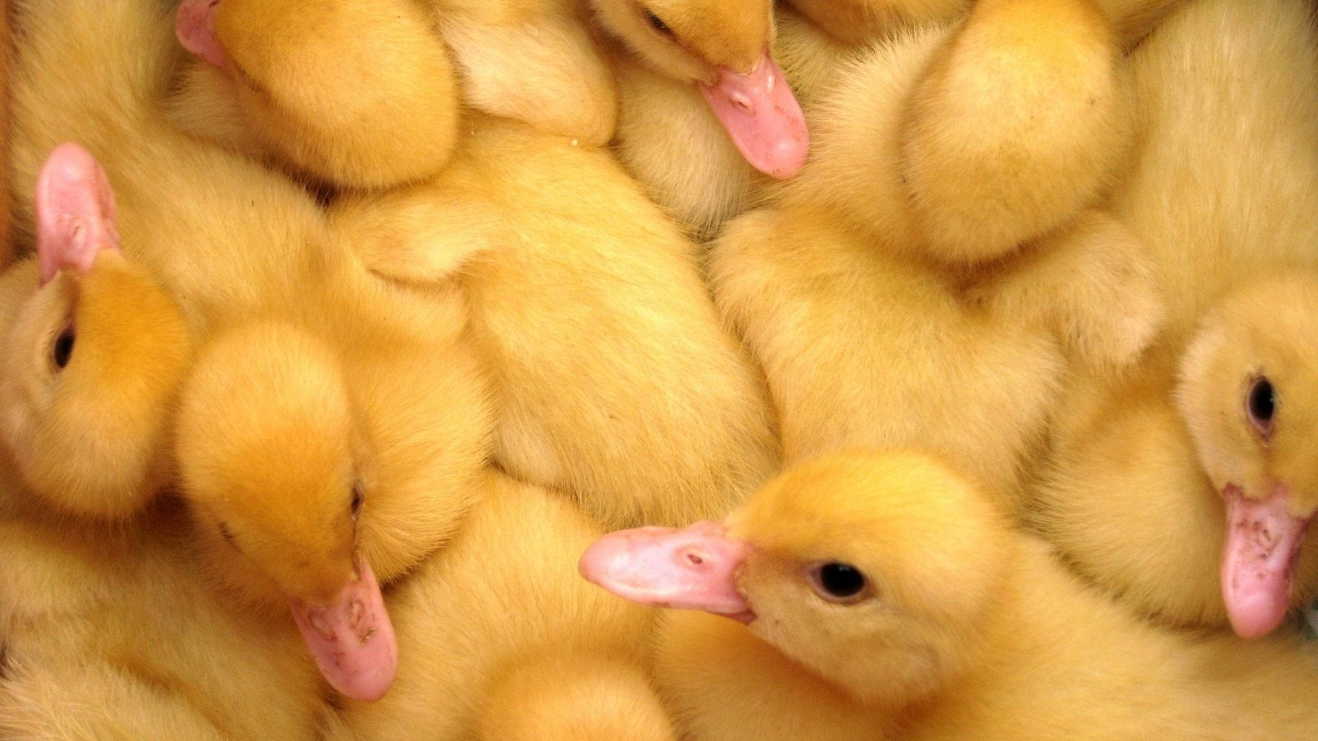 Compressed Baby Ducks Background