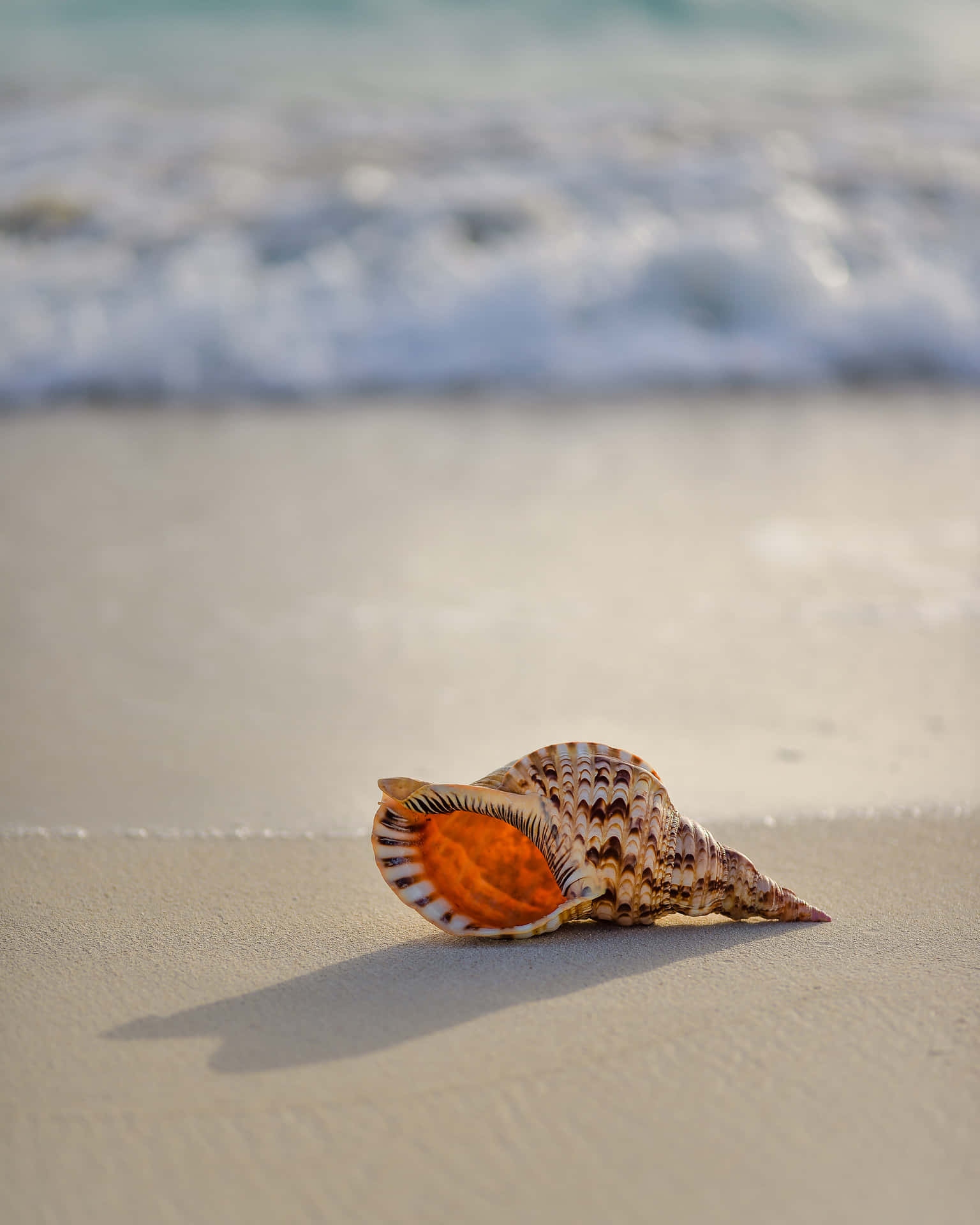 Conch Seashell On The Shore