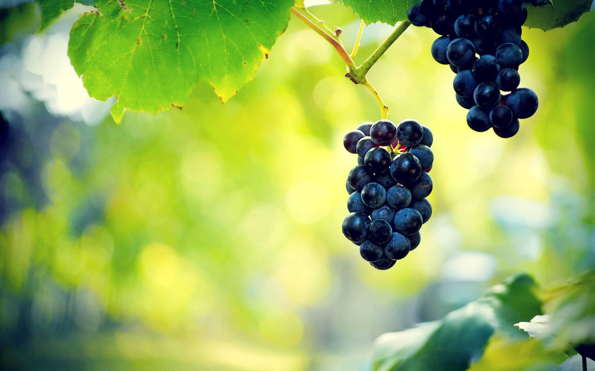 Concord Purple Grapes Background