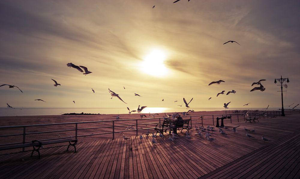 Coney Island Birds Flying