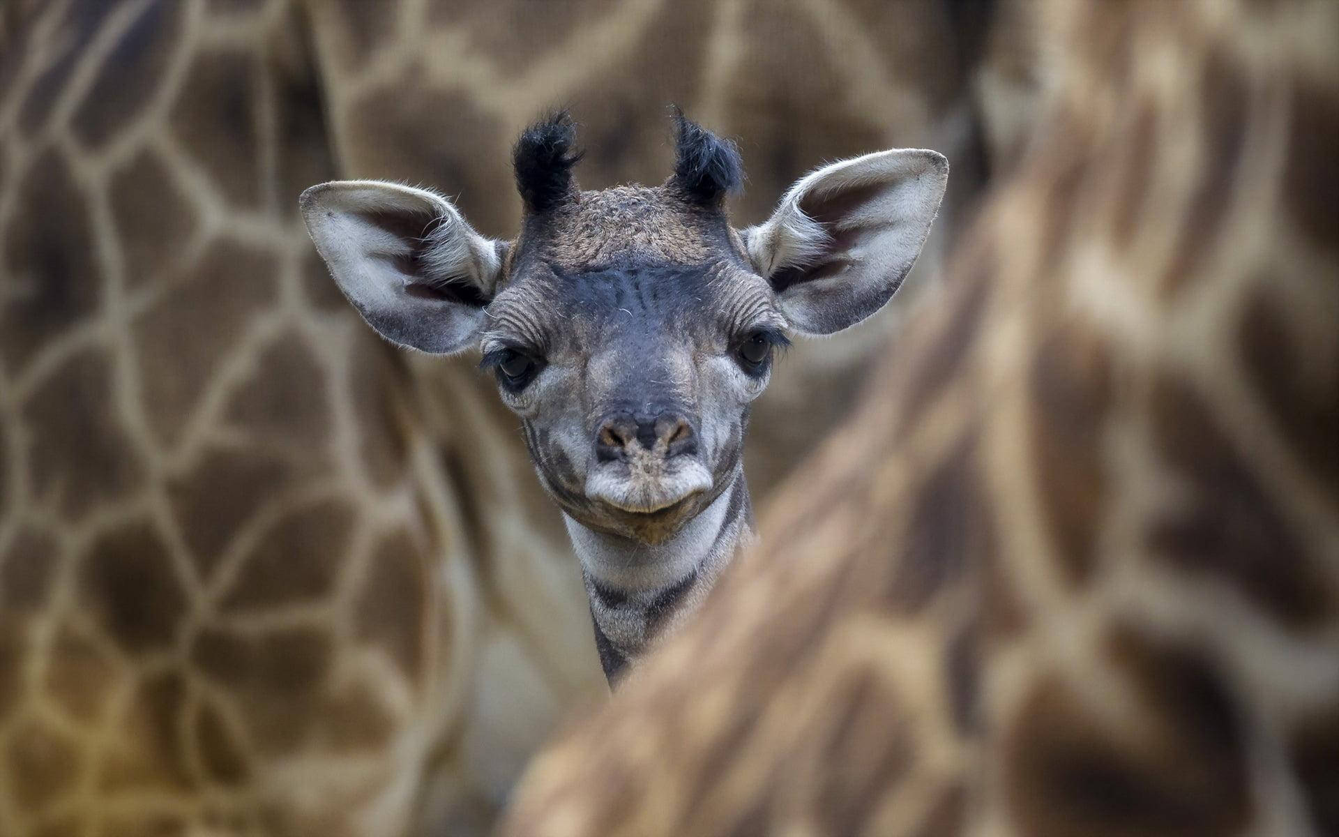Confused Baby Giraffe