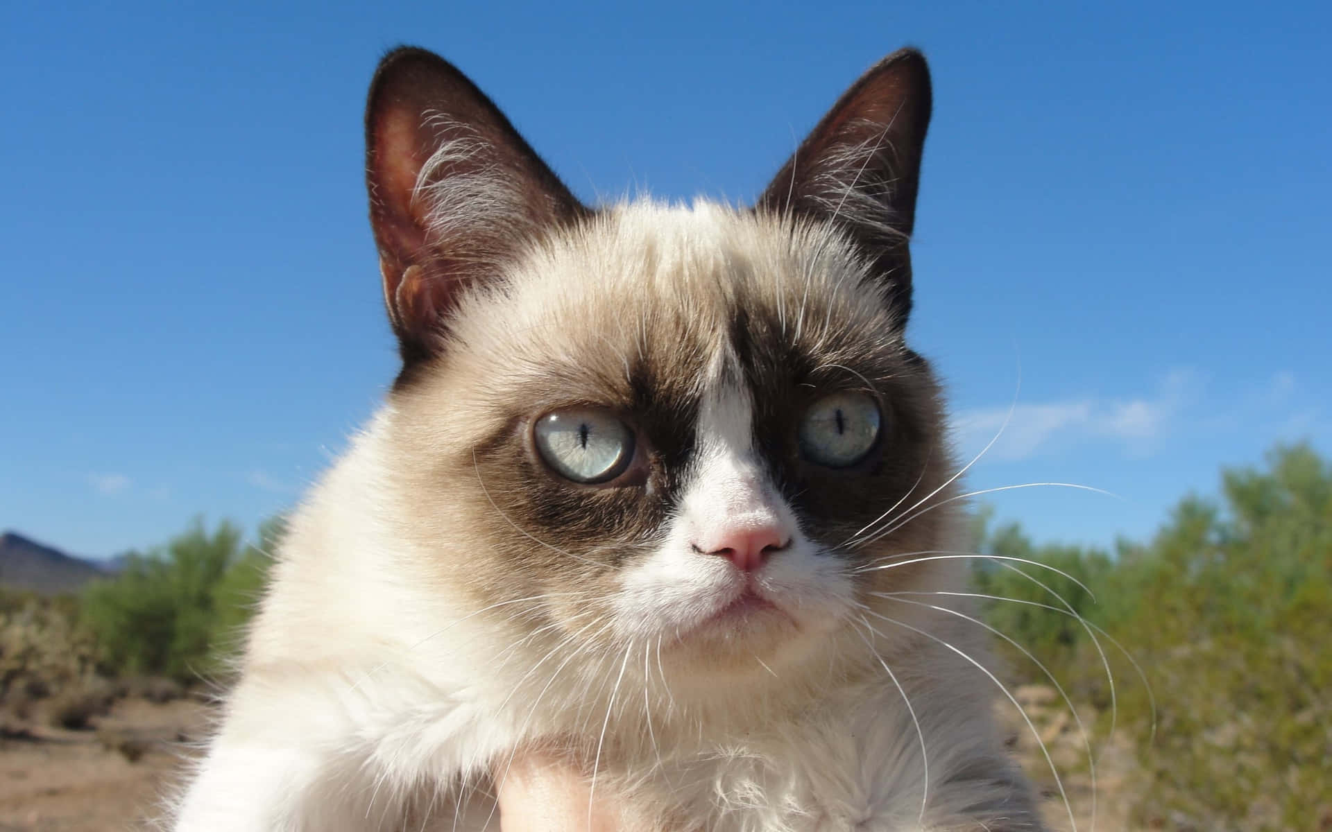 Confused Grumpy Cat Background