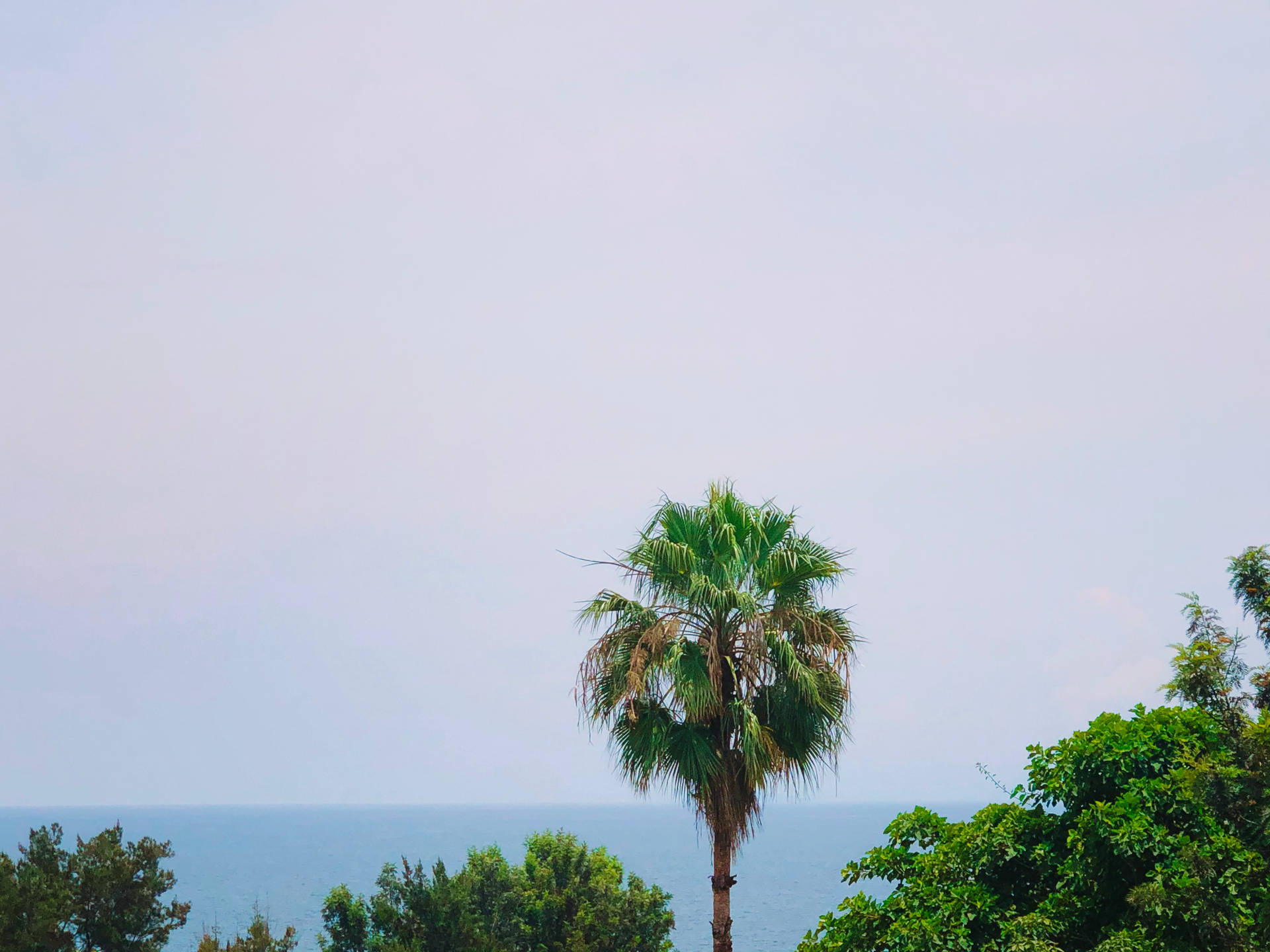 Congo Blue Sky And Trees Background