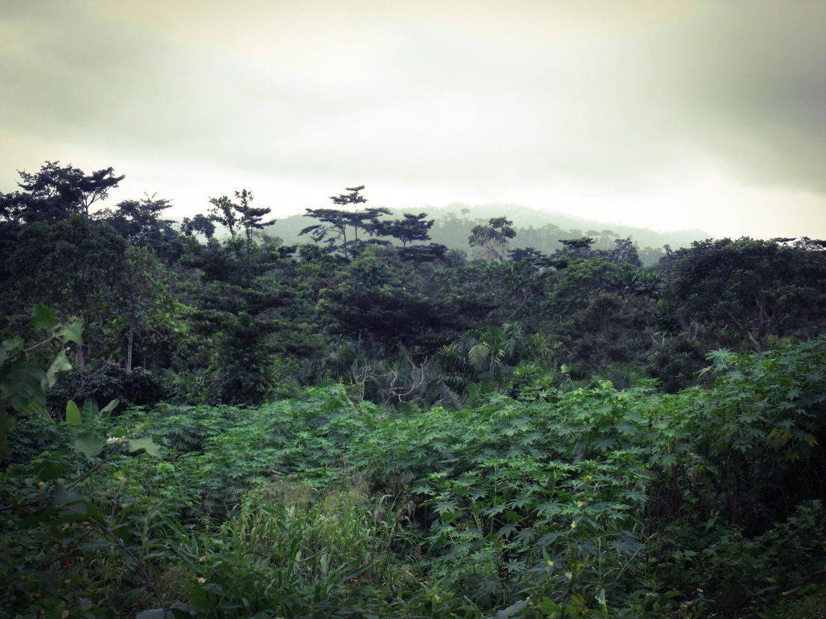 Congo Green Forest And Sky Background