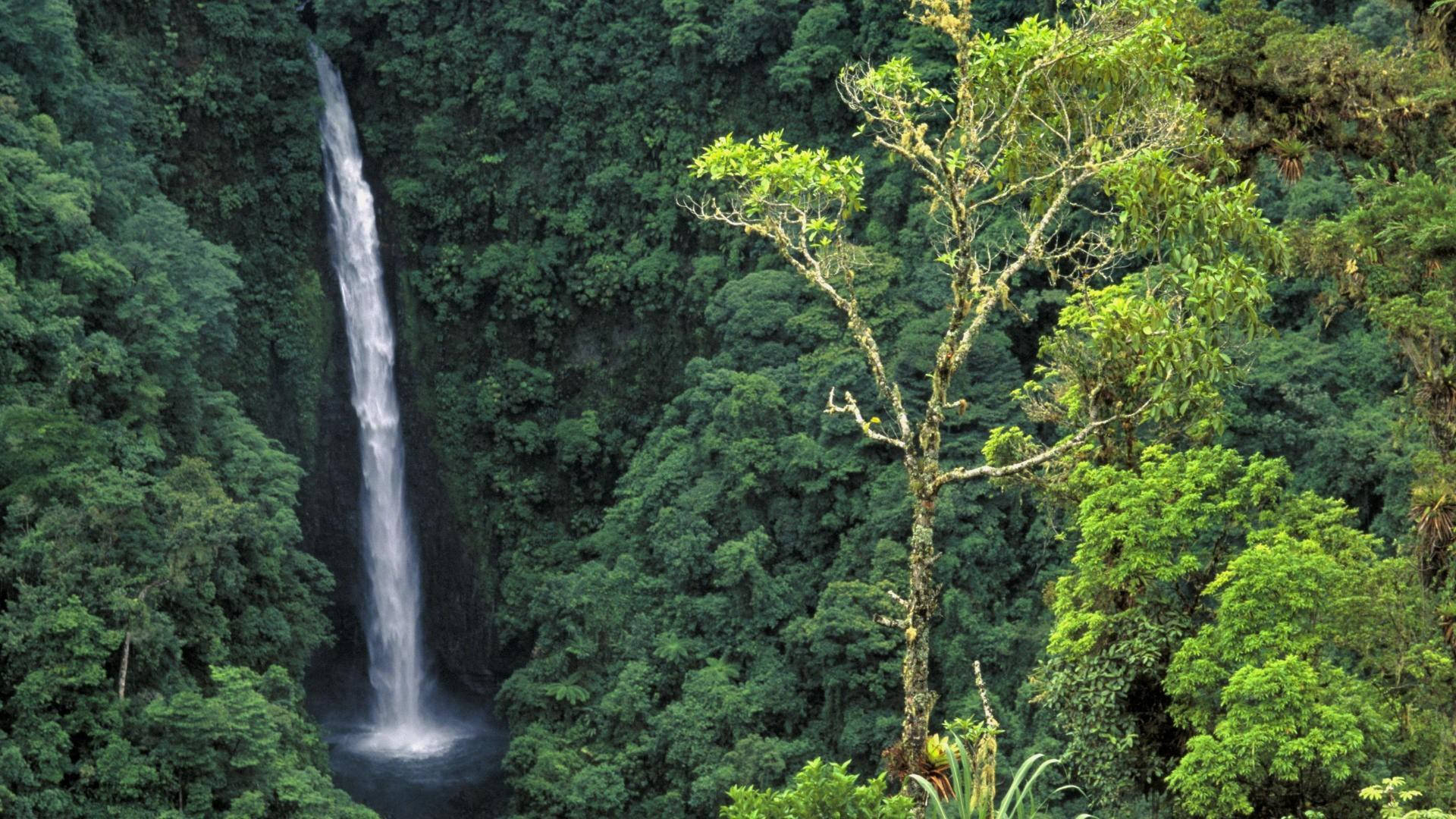 Congo Green Rainforest And Falls Background