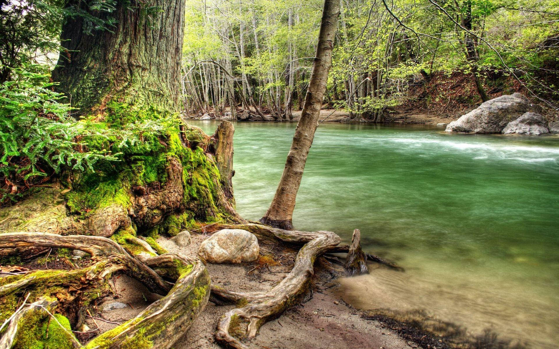 Congo Green River And Forest Background