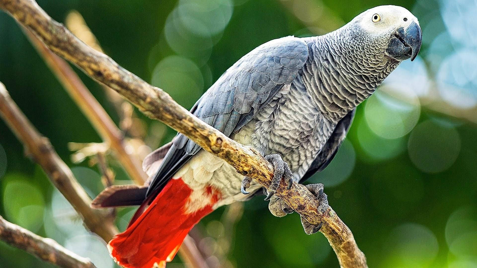 Congo Grey Parrot