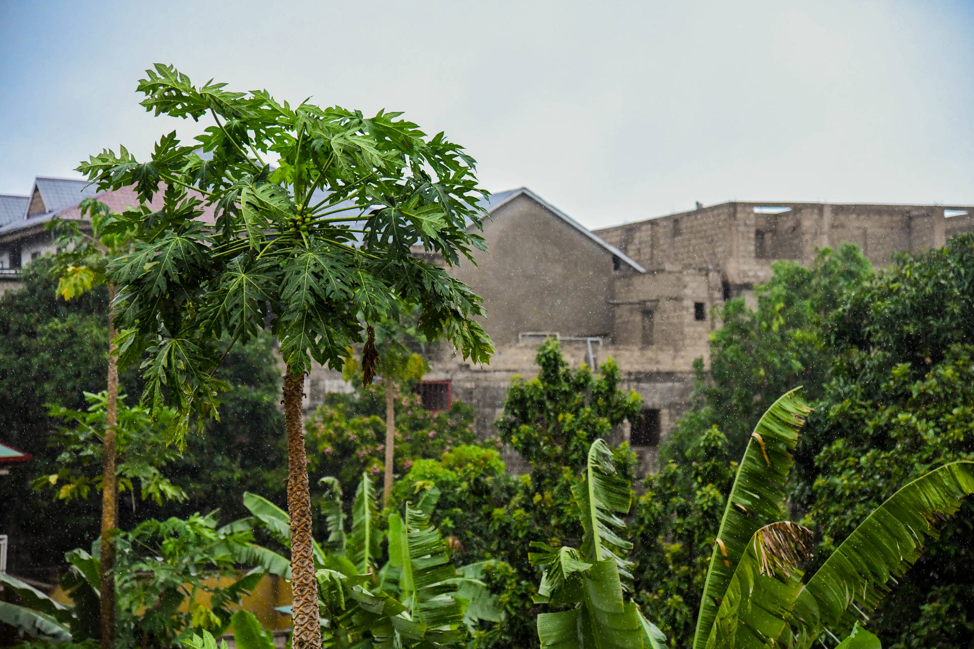 Congo Houses And Trees Background