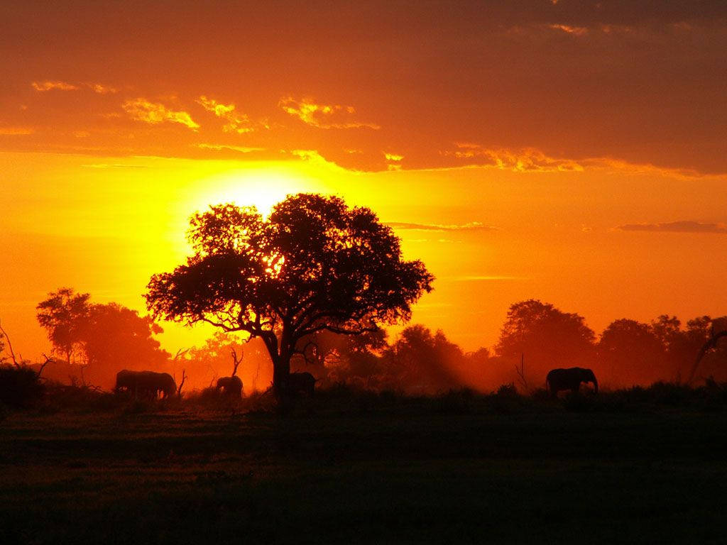 Congo Sunset Forest Background