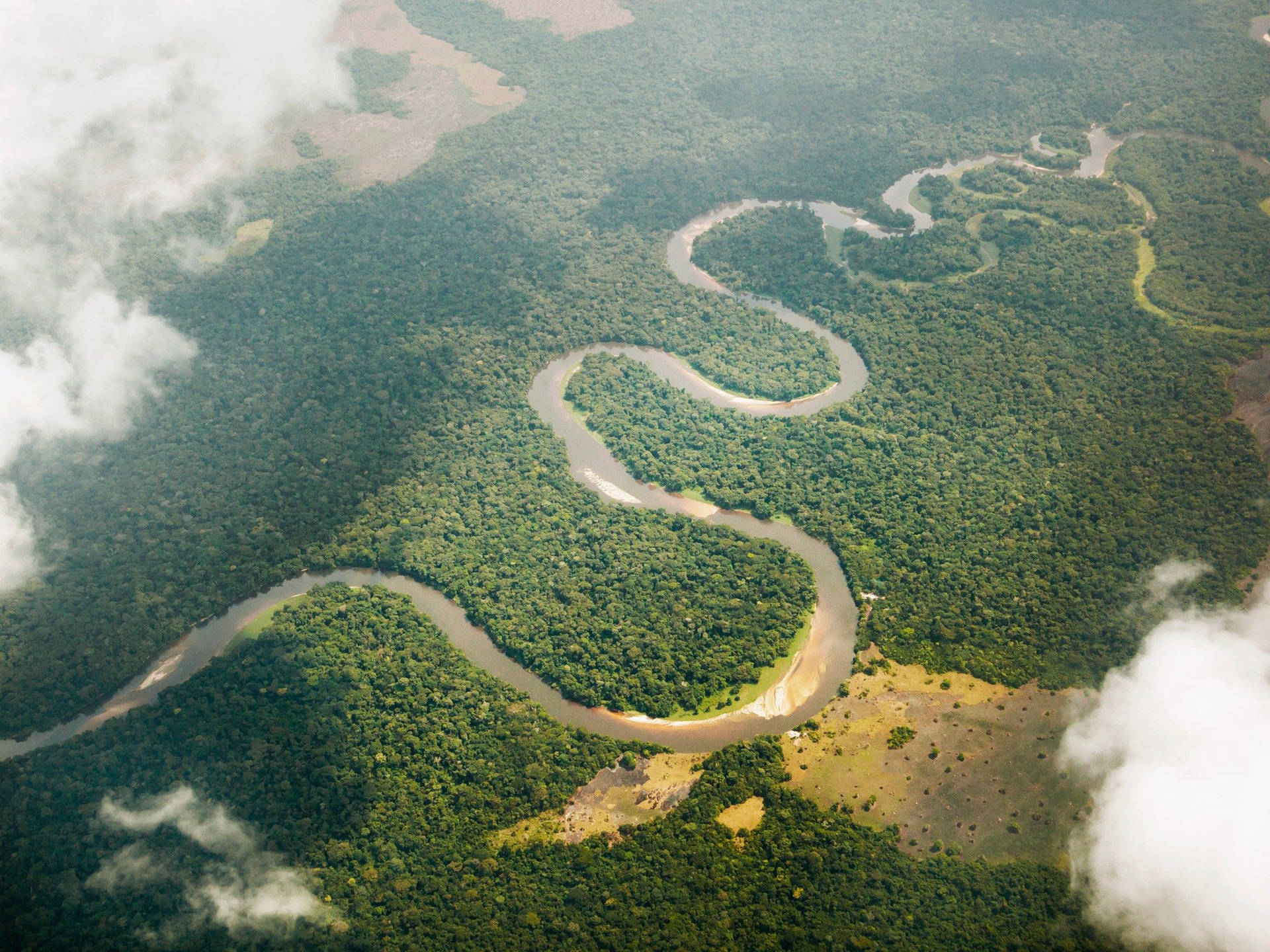 Congo Vast Rainforest Background