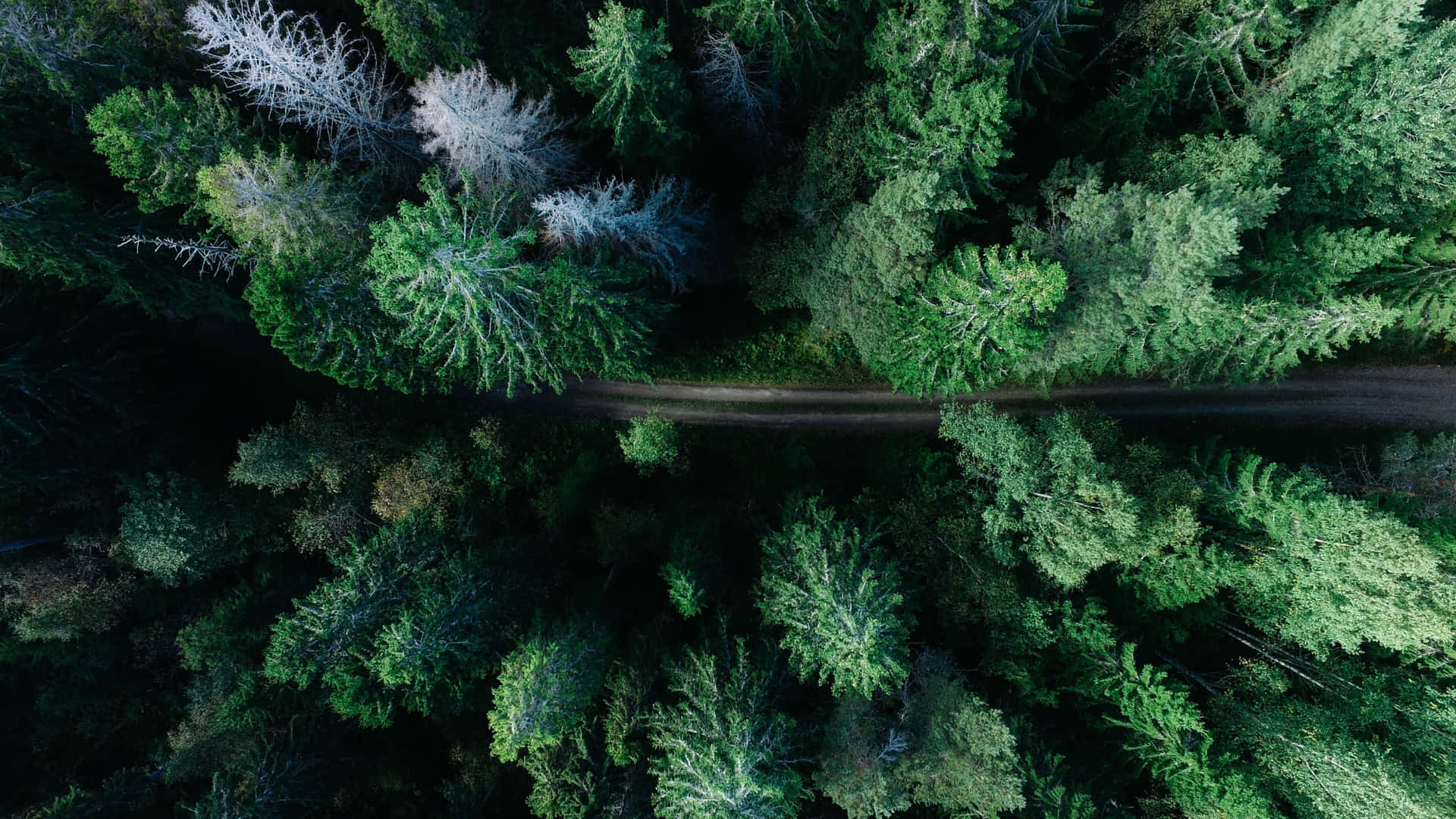 Conifer Forest Top Angle Shot 4k Monitor Background