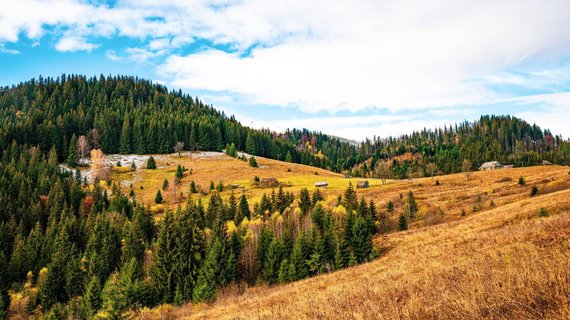 Coniferous Forest Mountain Slope Background