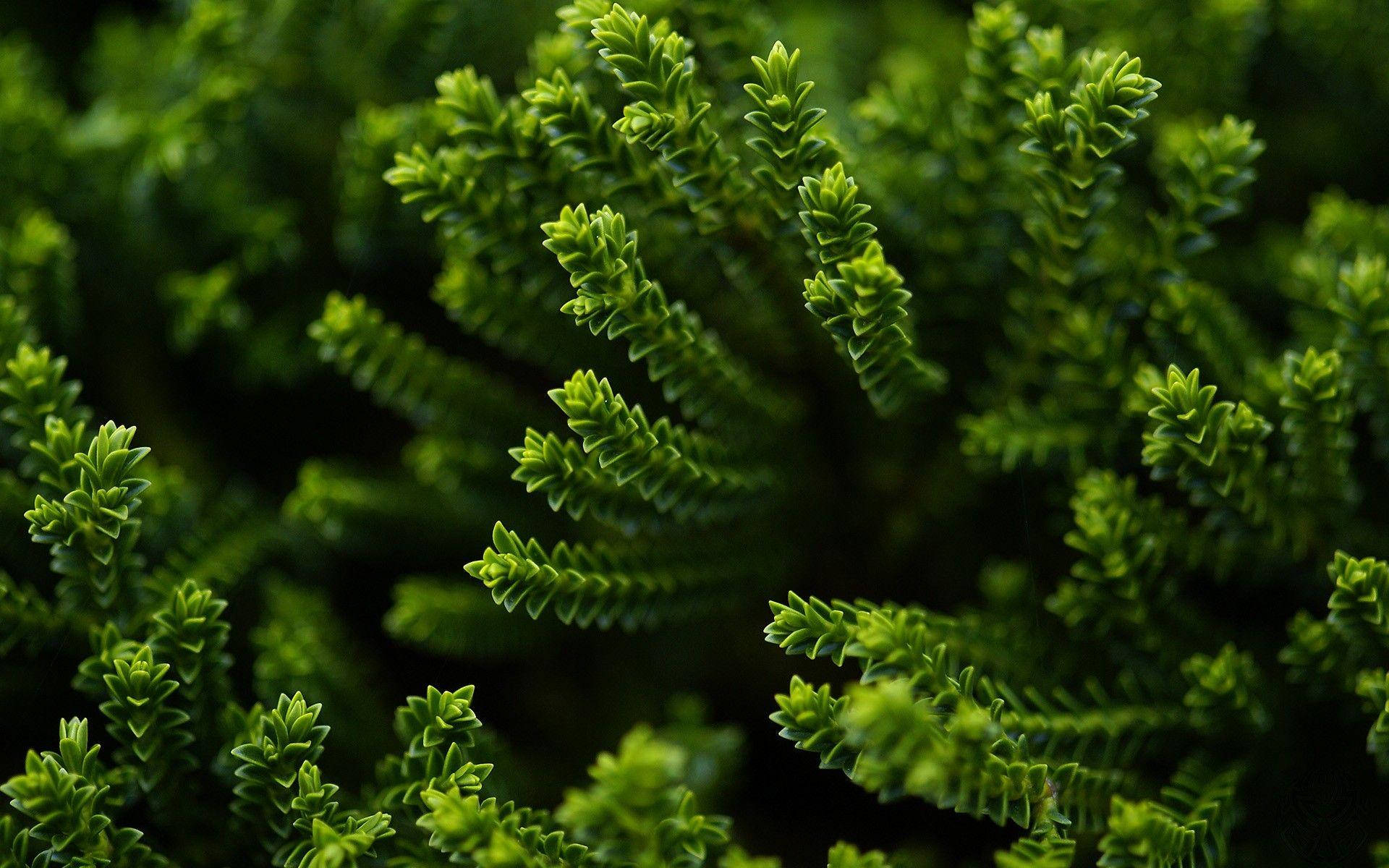 Coniferous Green Nature Leaves