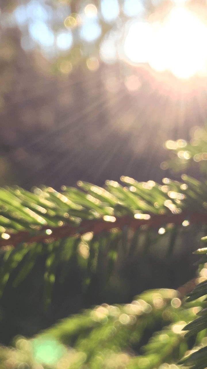 Coniferous Nature Blurred Leaf Background