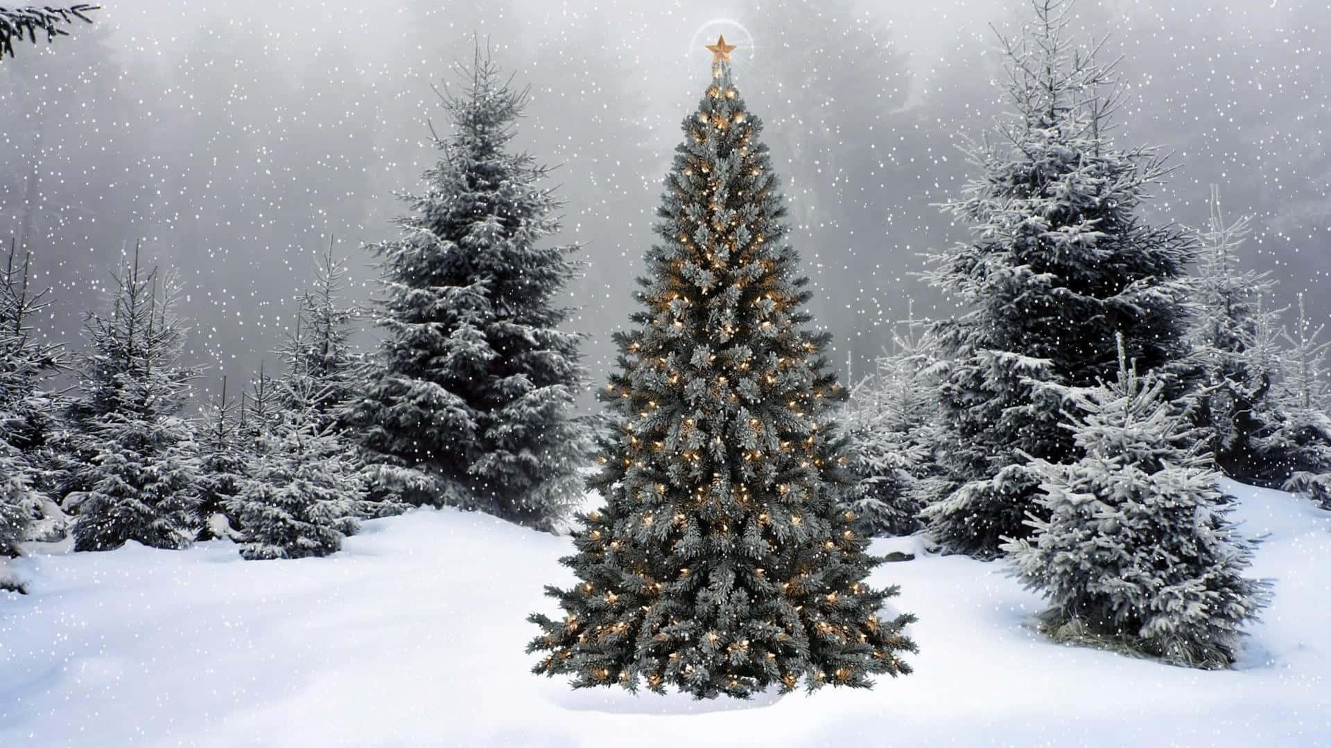 Conifers Cozy Winter Aesthetic Christmas Tree Background