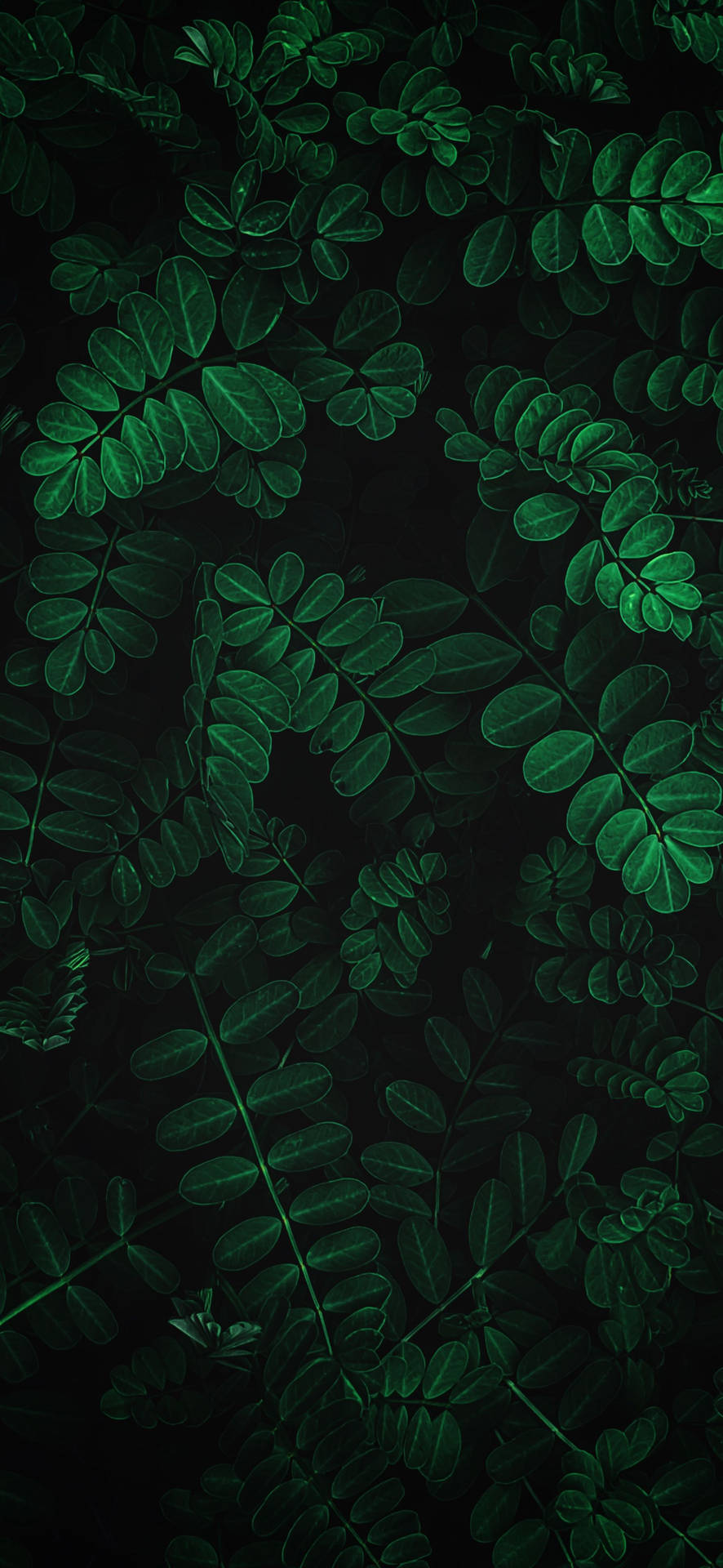 Connect With Nature And Plant Life For An Uplifting Screen Background Background