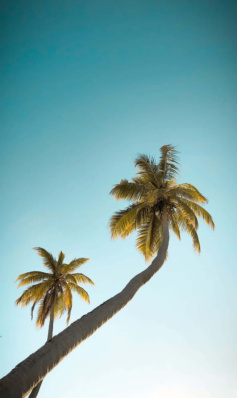 Connect With Nature In A Single Glance Background